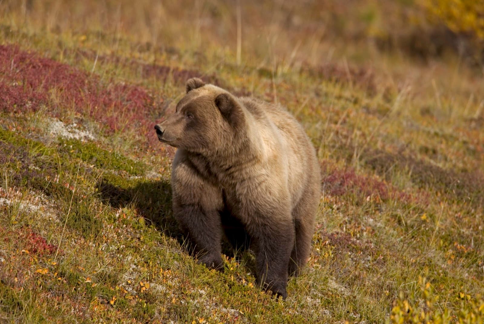 Alaskan brown bear