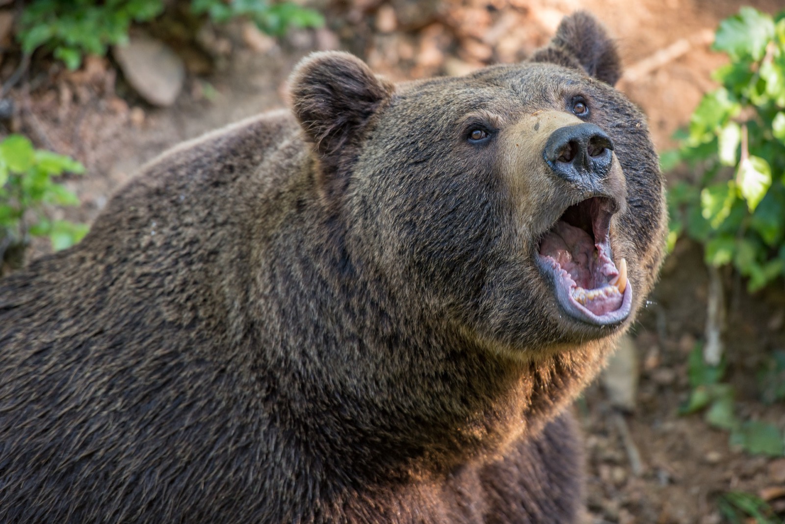 Alaskan brown bear