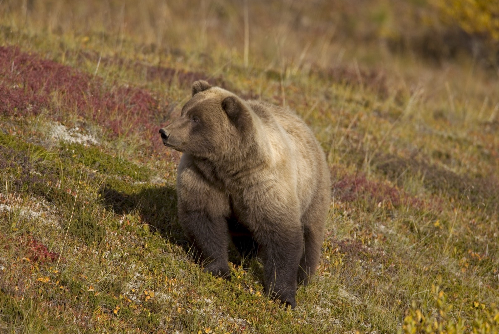 Alaskan brown bear