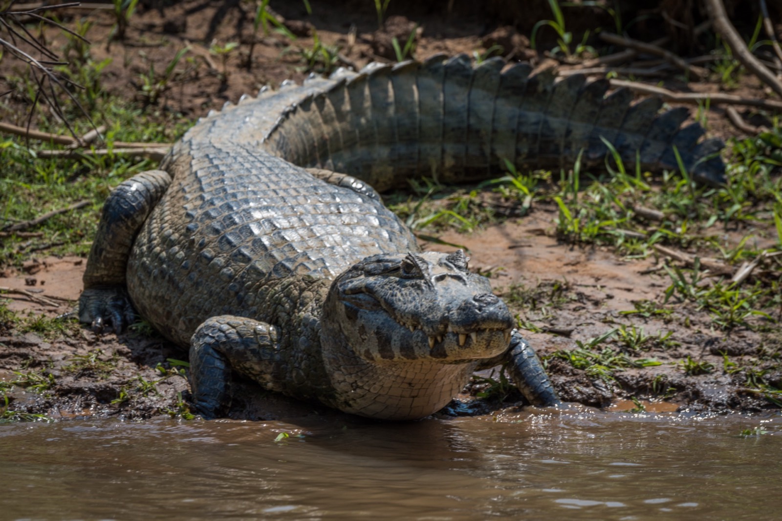 Alligator