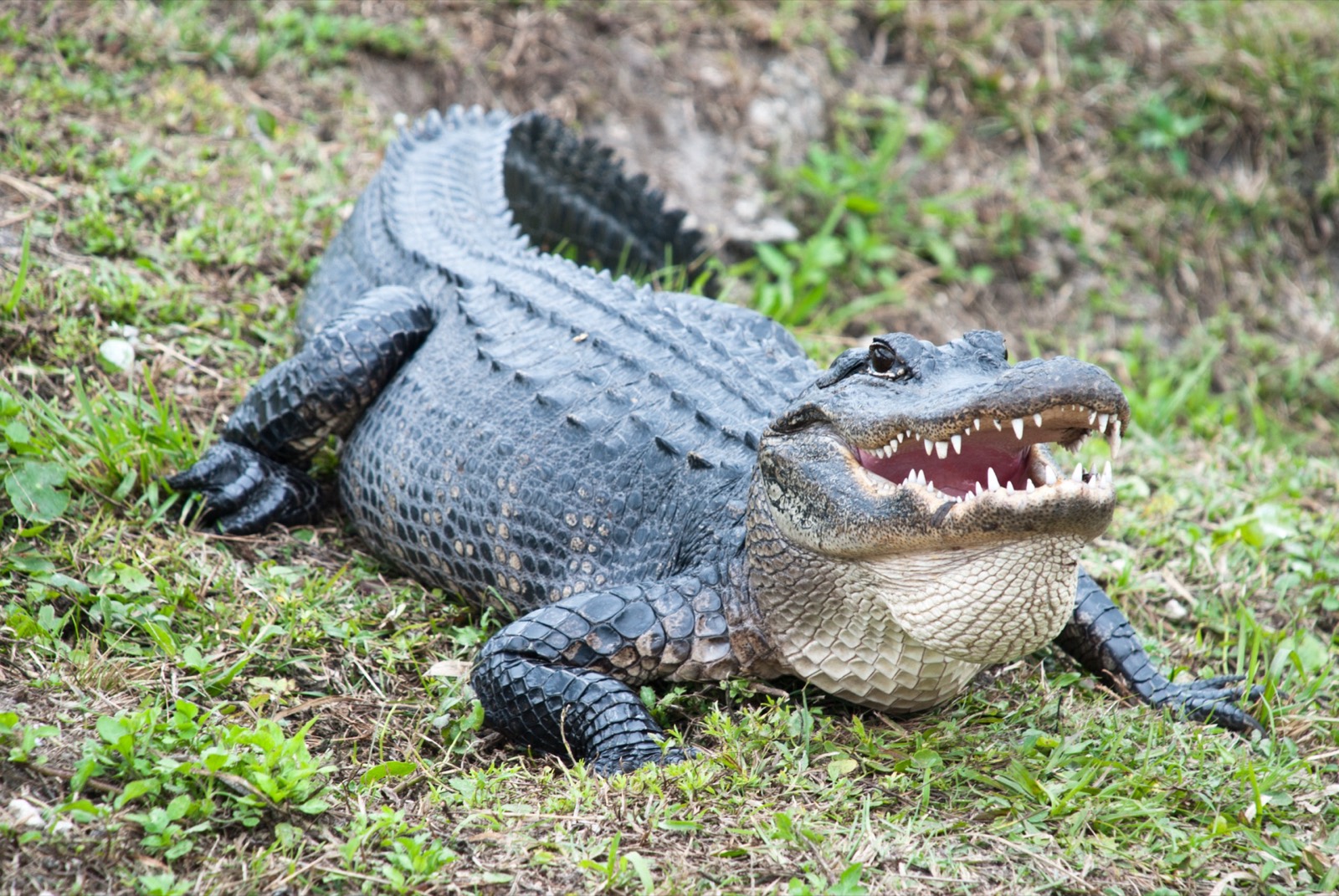 Everglades & Statewide Trophy Alligator Hunts