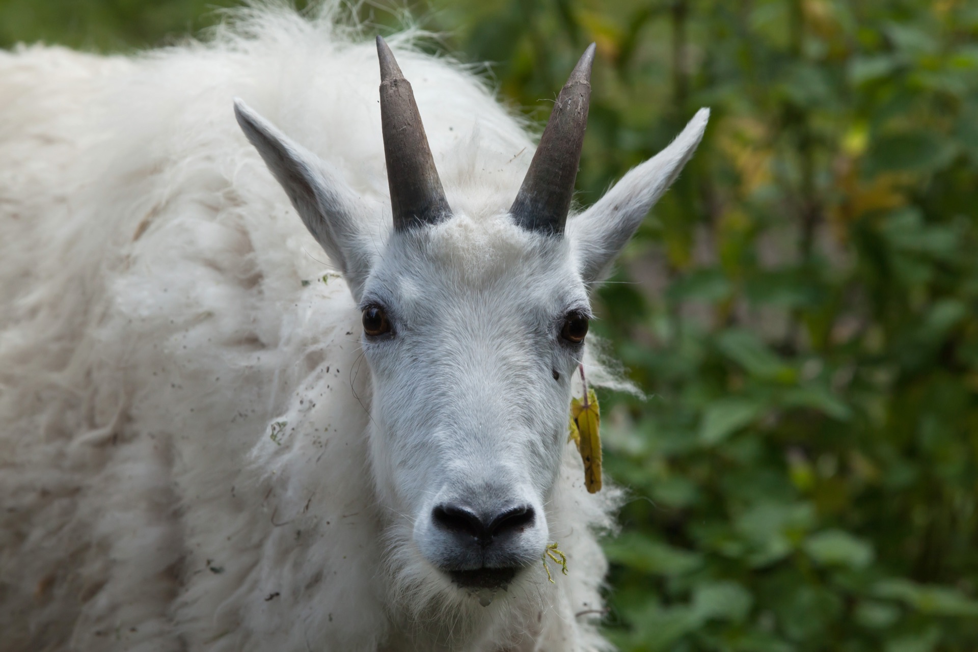 American Mountain Goat