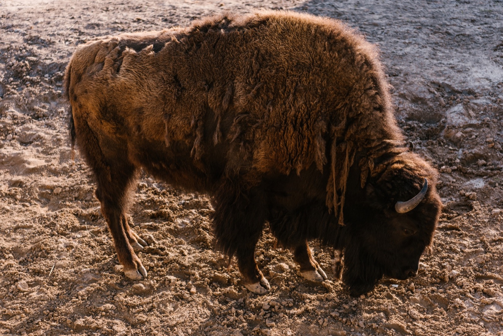 Bison