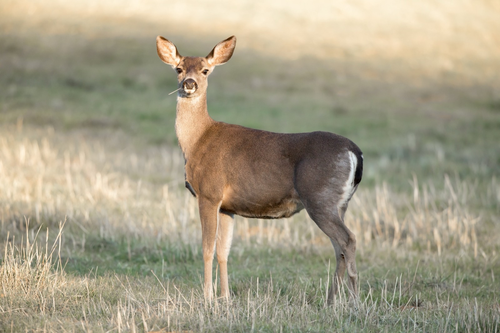 Blacktail Deer