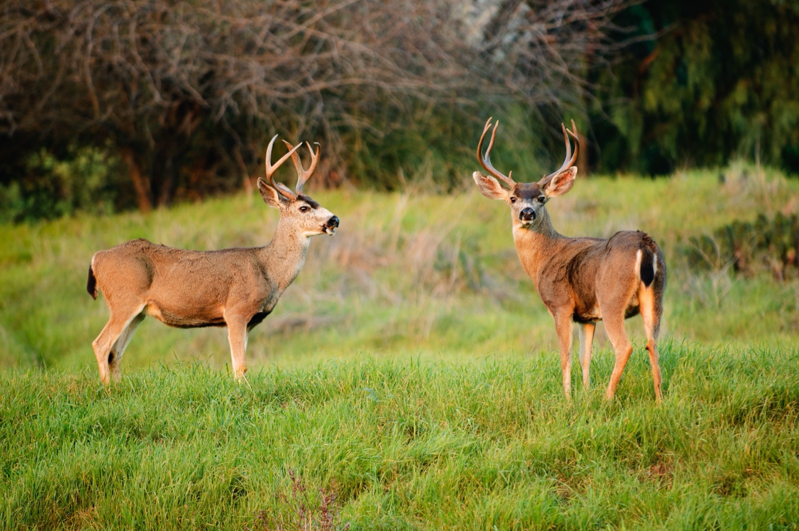 Oregon Hunting