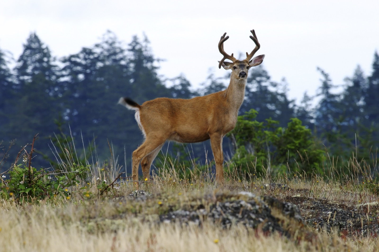 Rogue River Outfitters