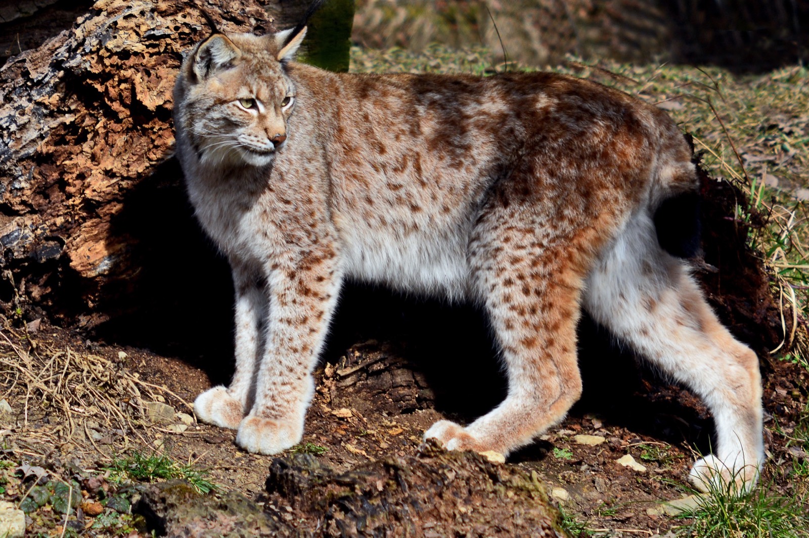 Bobcat