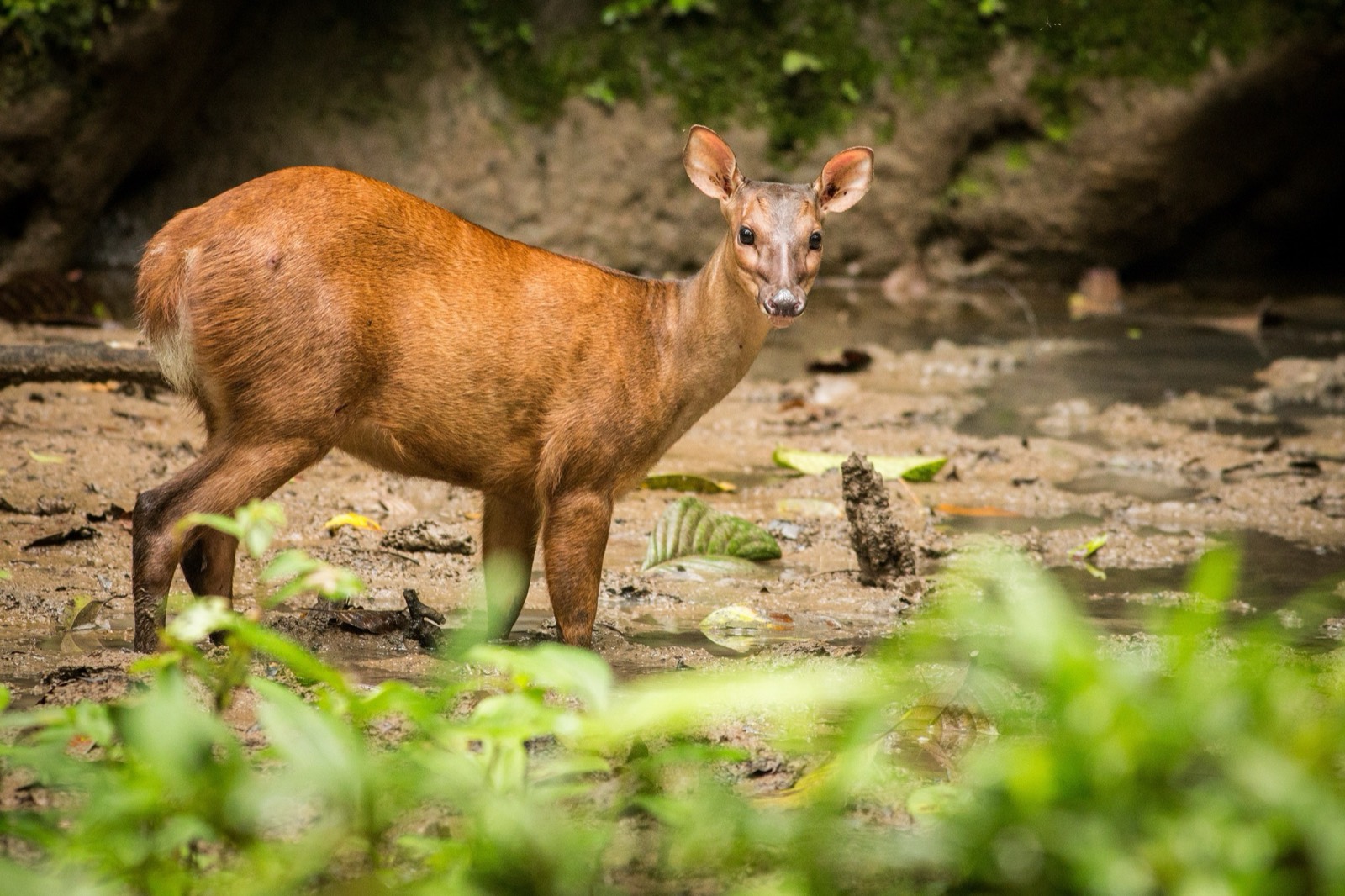 Brocket Deer