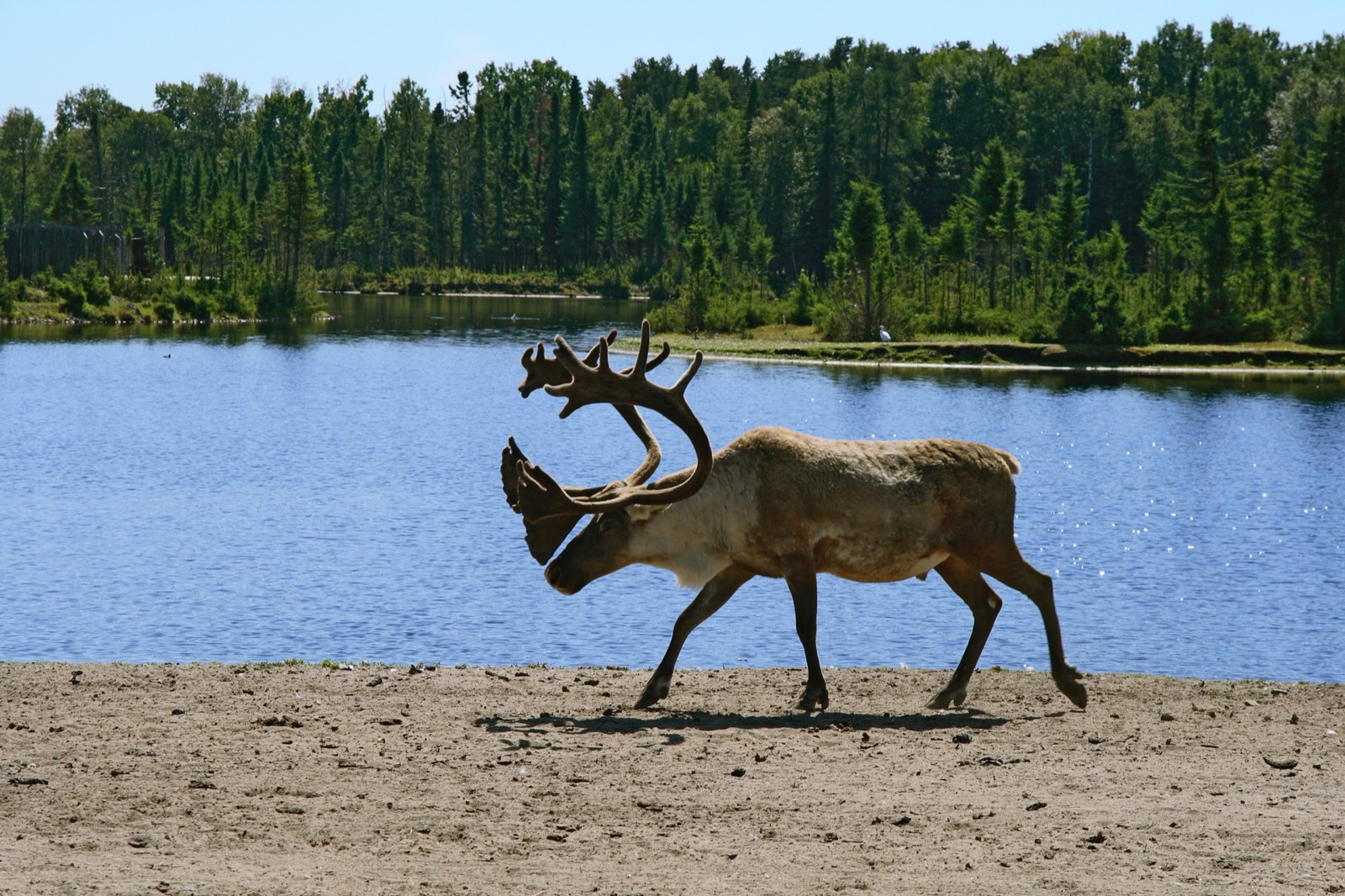 Caribou