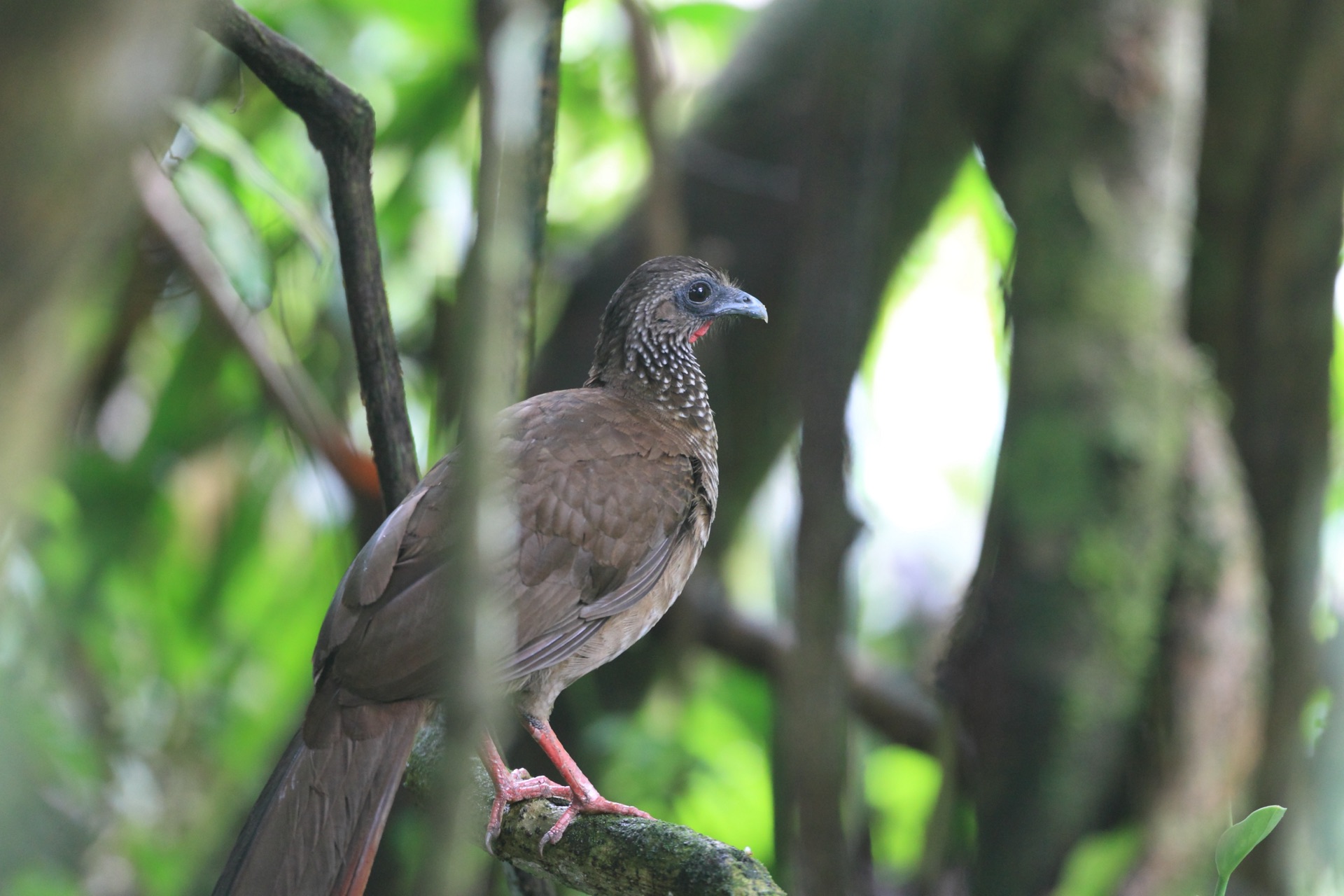 Chachalaca