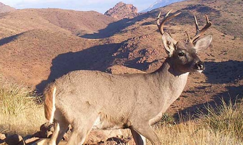 Coues Deer