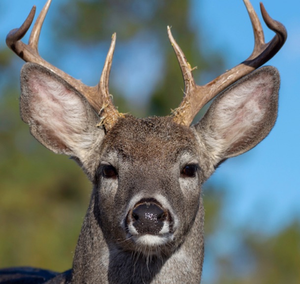 Madrean Sky Island Coues Whitetail