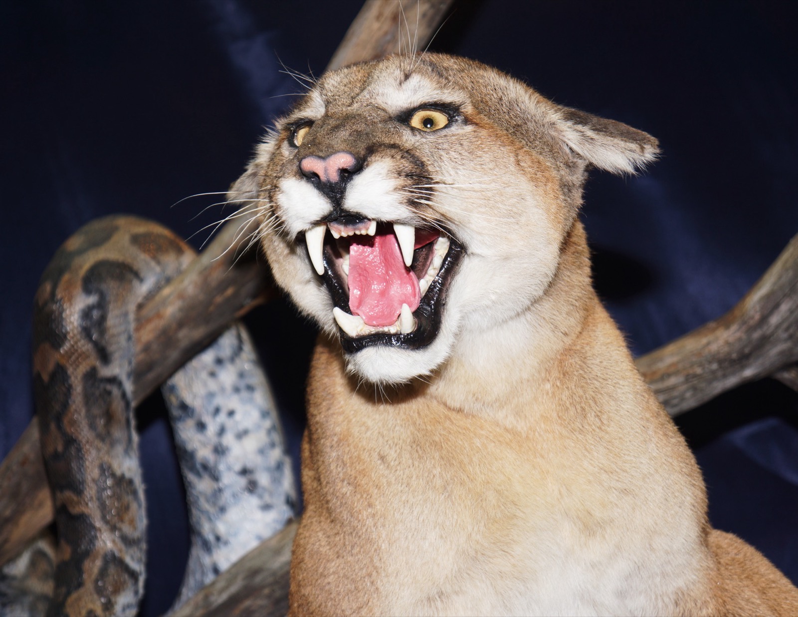 Cougar