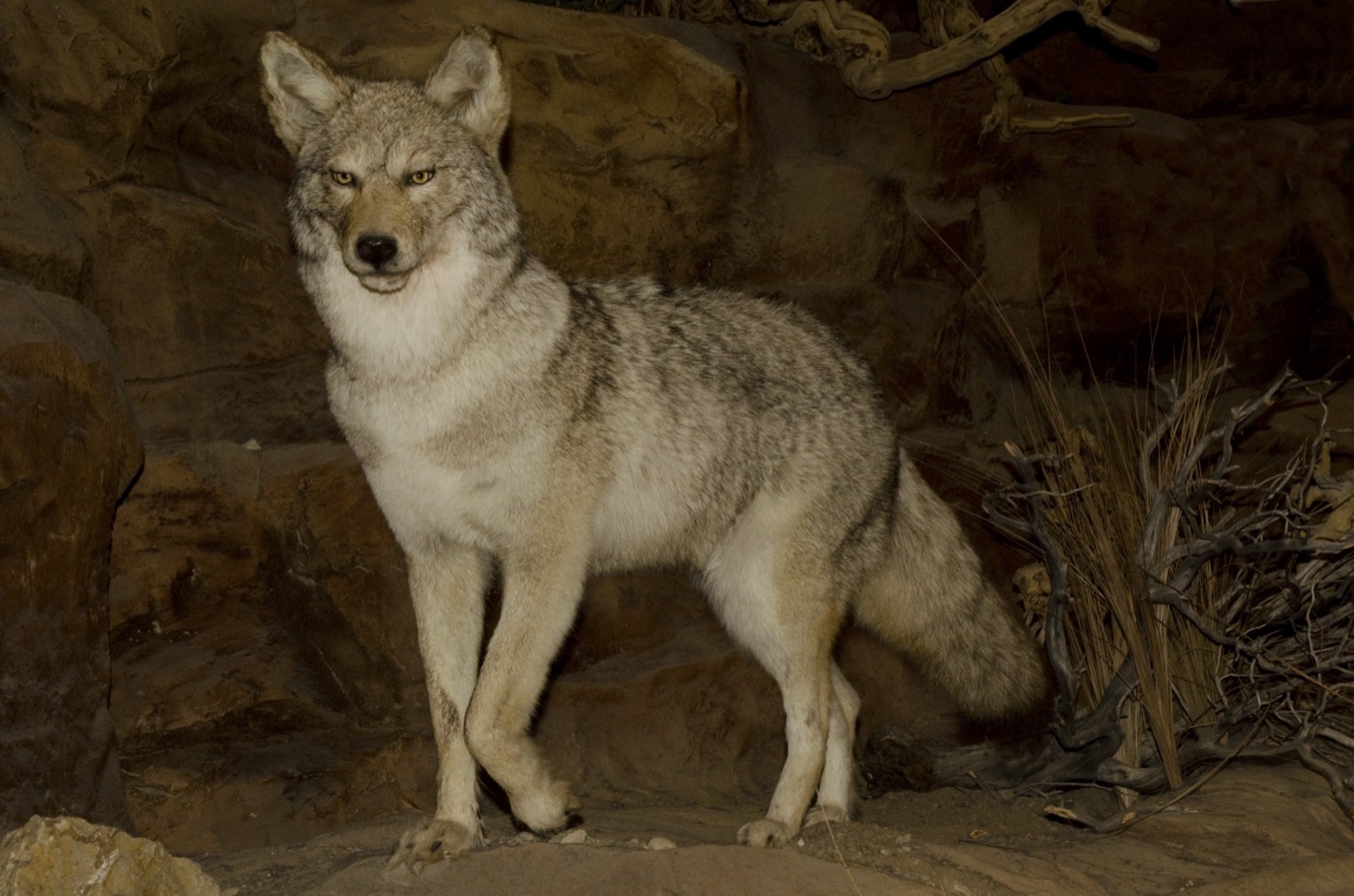 Coyote