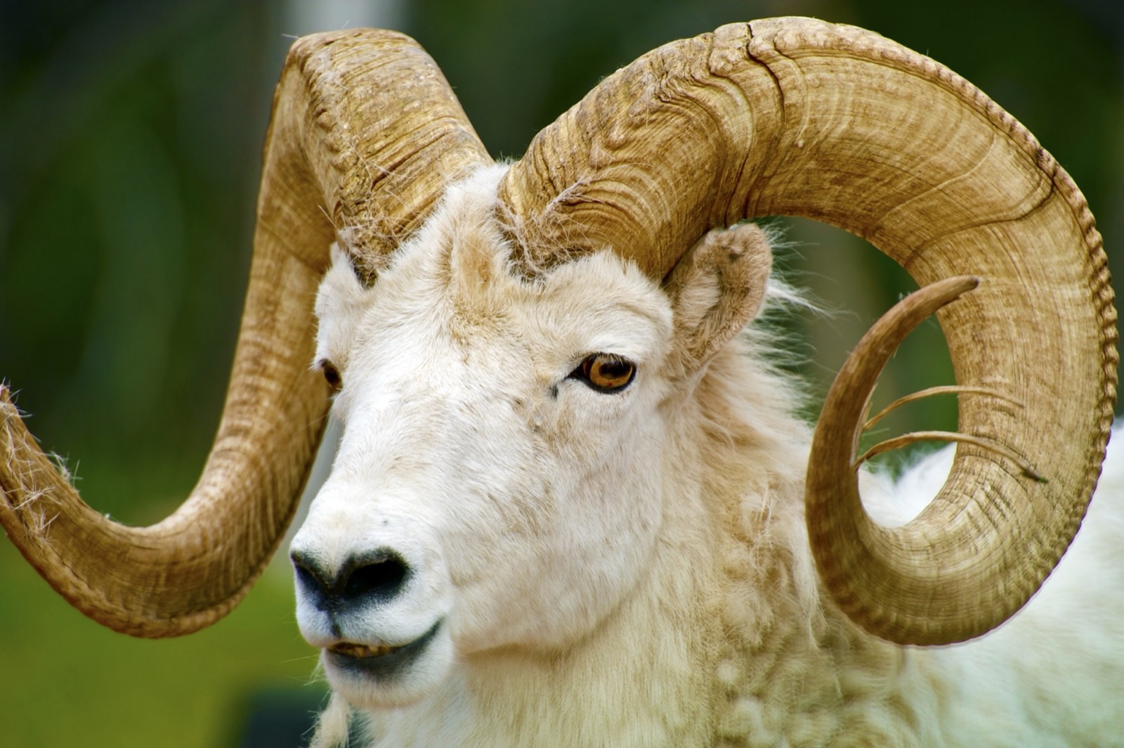 Dall Sheep
