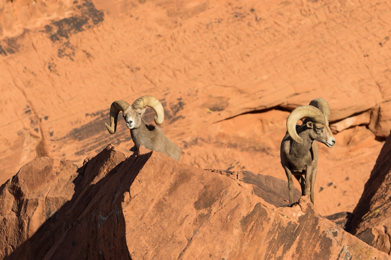 Desert Big Horn