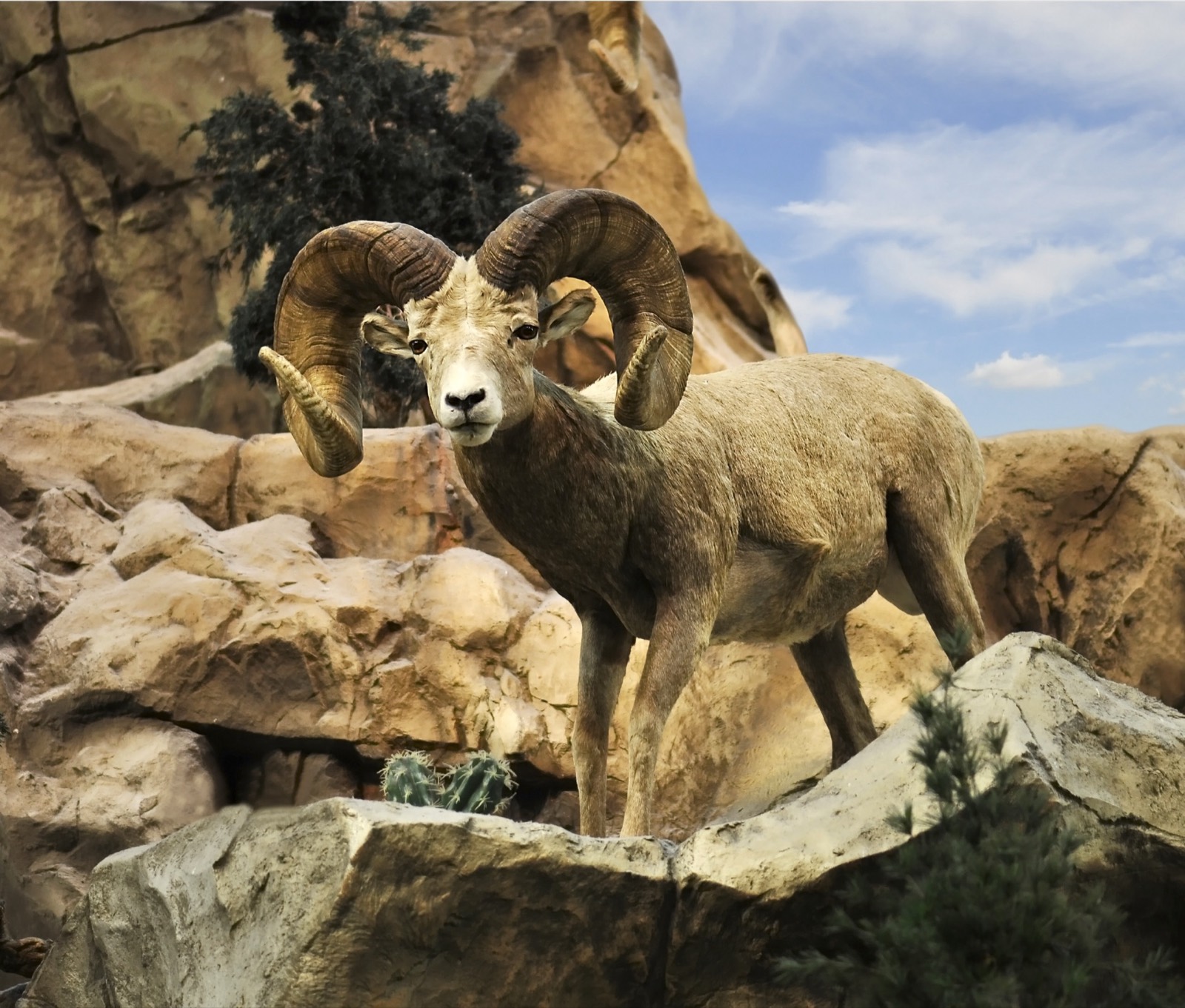 Statewide Desert & California Bighorn Sheep Lotteries