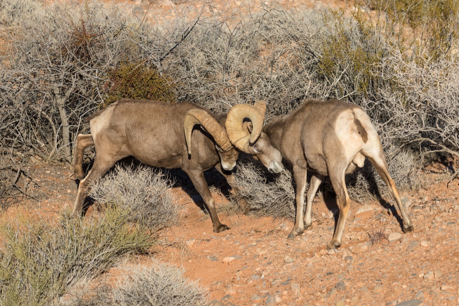 Red Rock Rim Desert Bighorn & Pronghorn