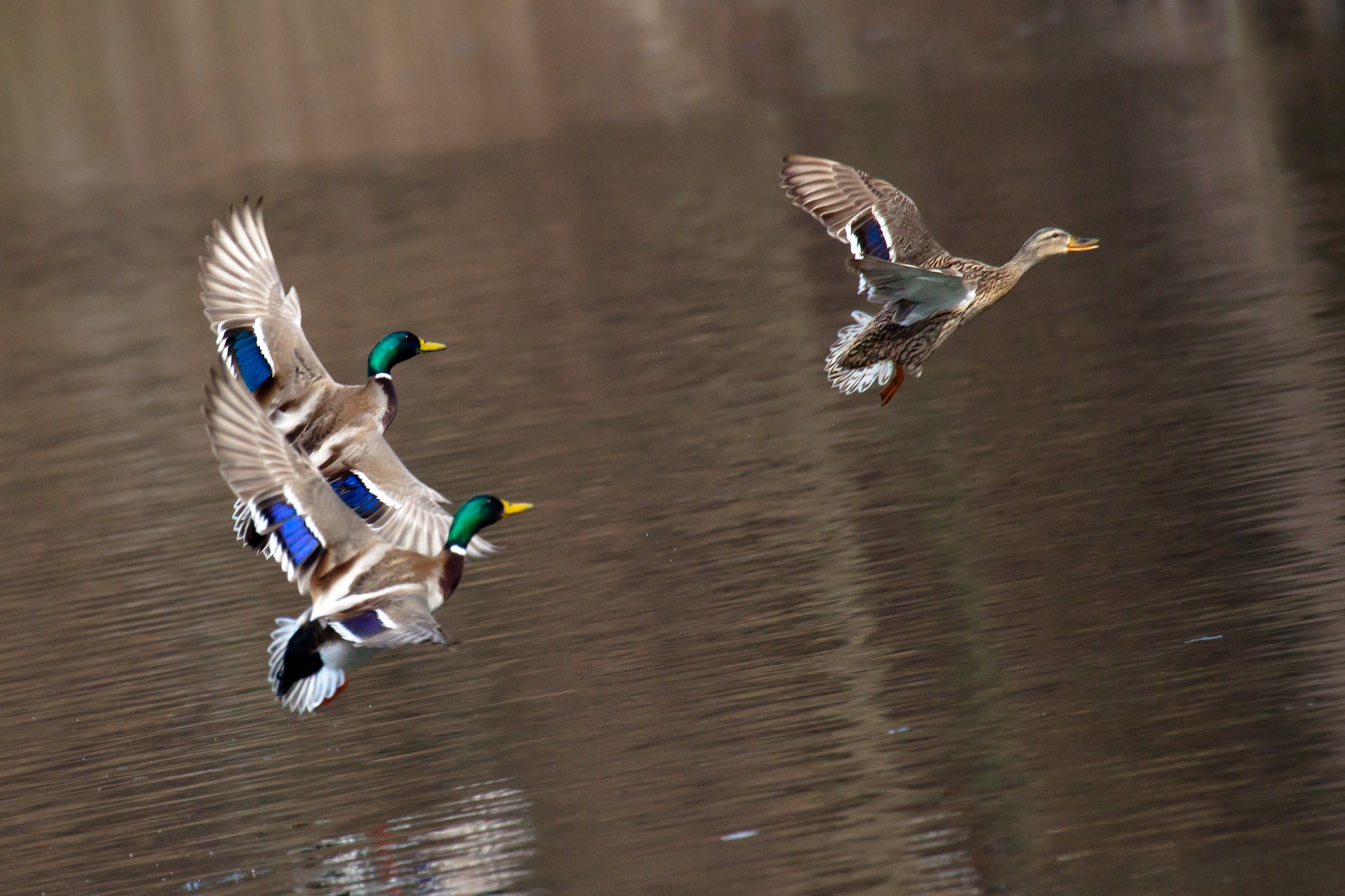 Duck