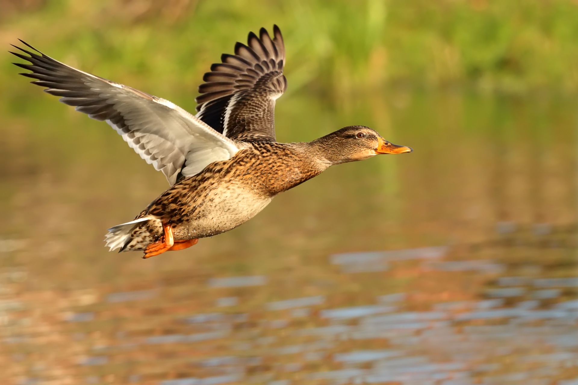 Delaware Coastal Marsh Mallards over Decoy Spread