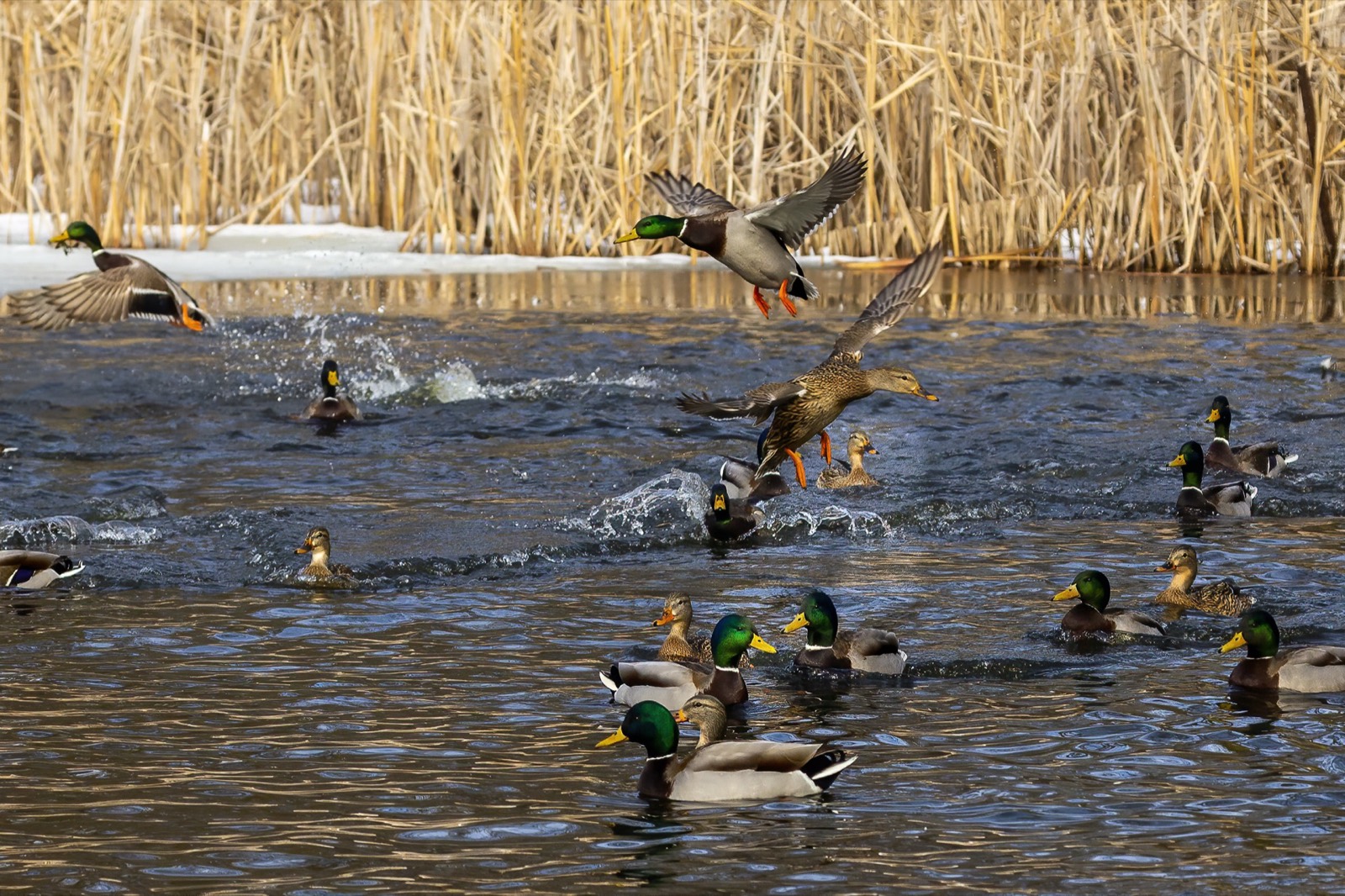 Cedar Creek Guide Service