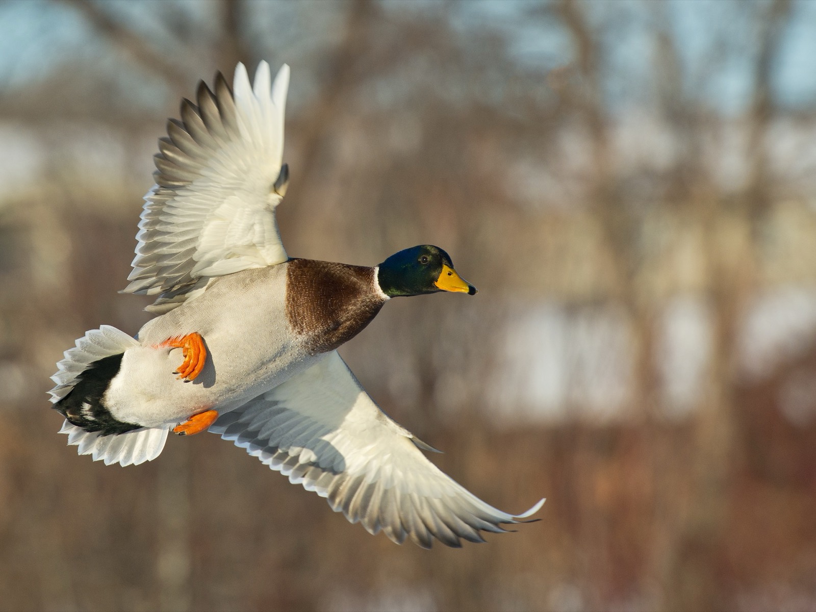 Cape Cod & Coastal Islands Eider & Sea Duck Gunning