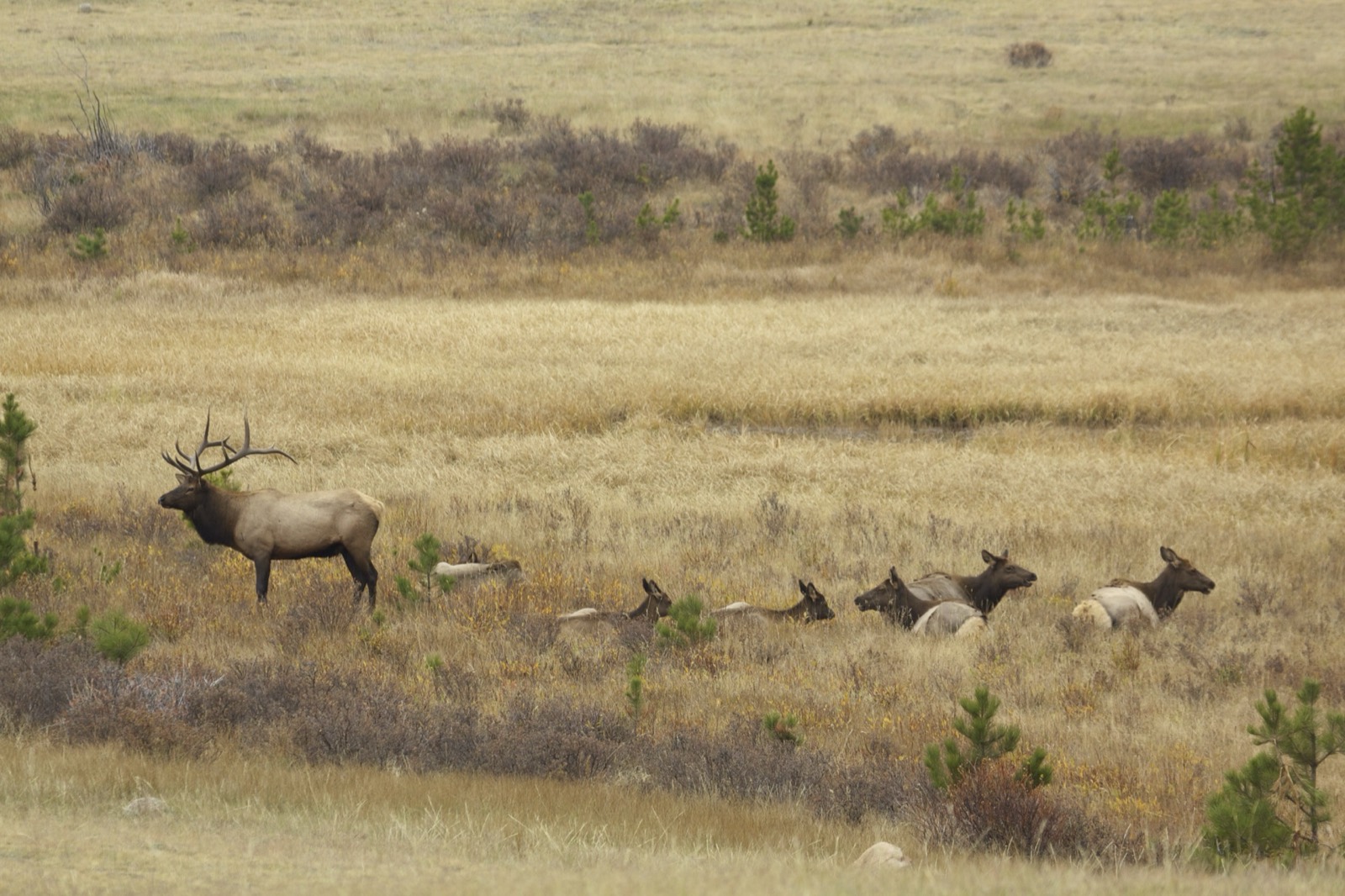 Idaho Hunting
