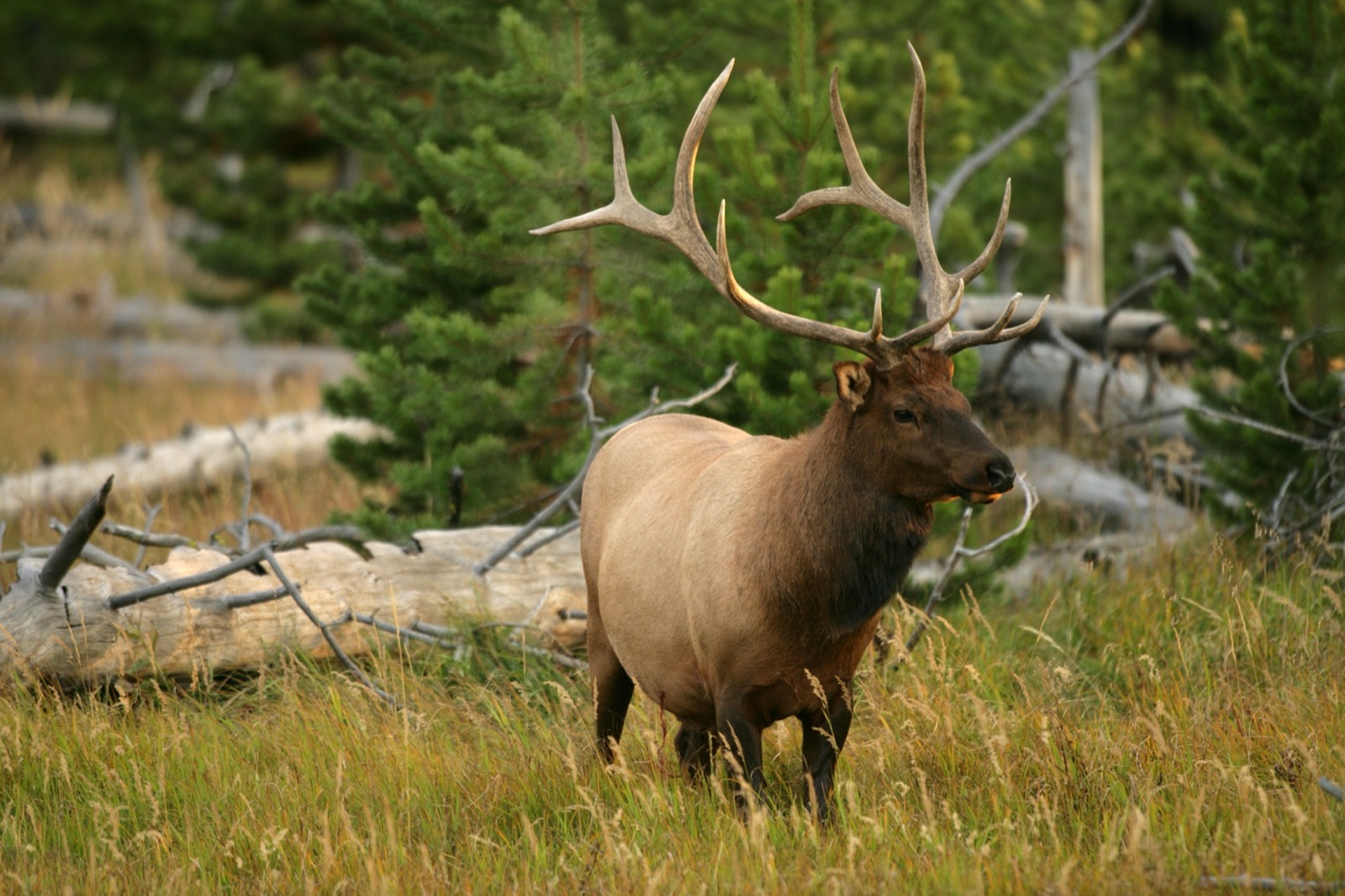 Elk