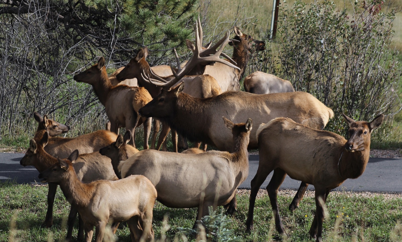 Coast Range & Cascade Crest Roosevelt Elk