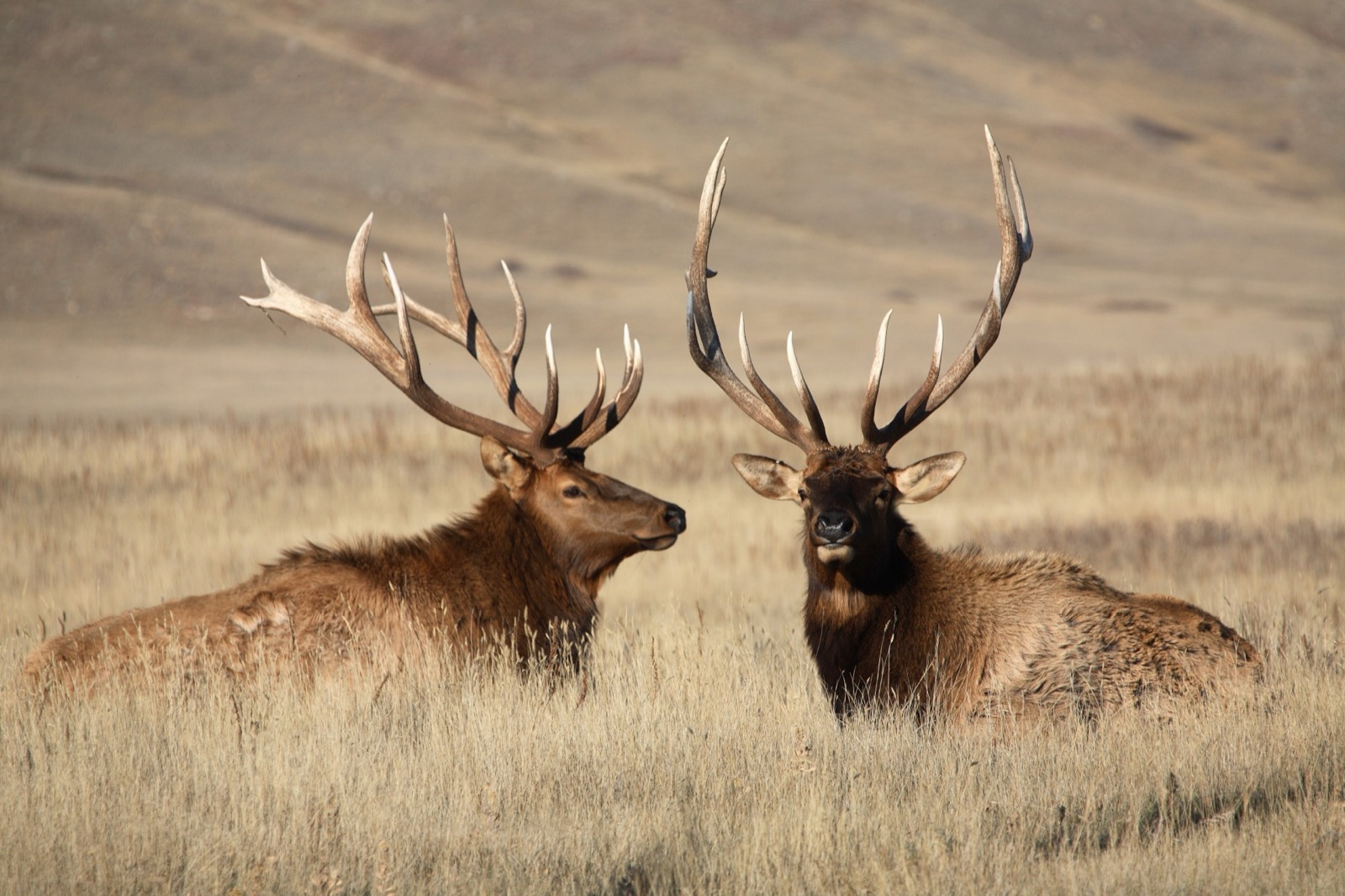 Oregon Roosevelt Bull Elk in Pacific Coast Rainforest