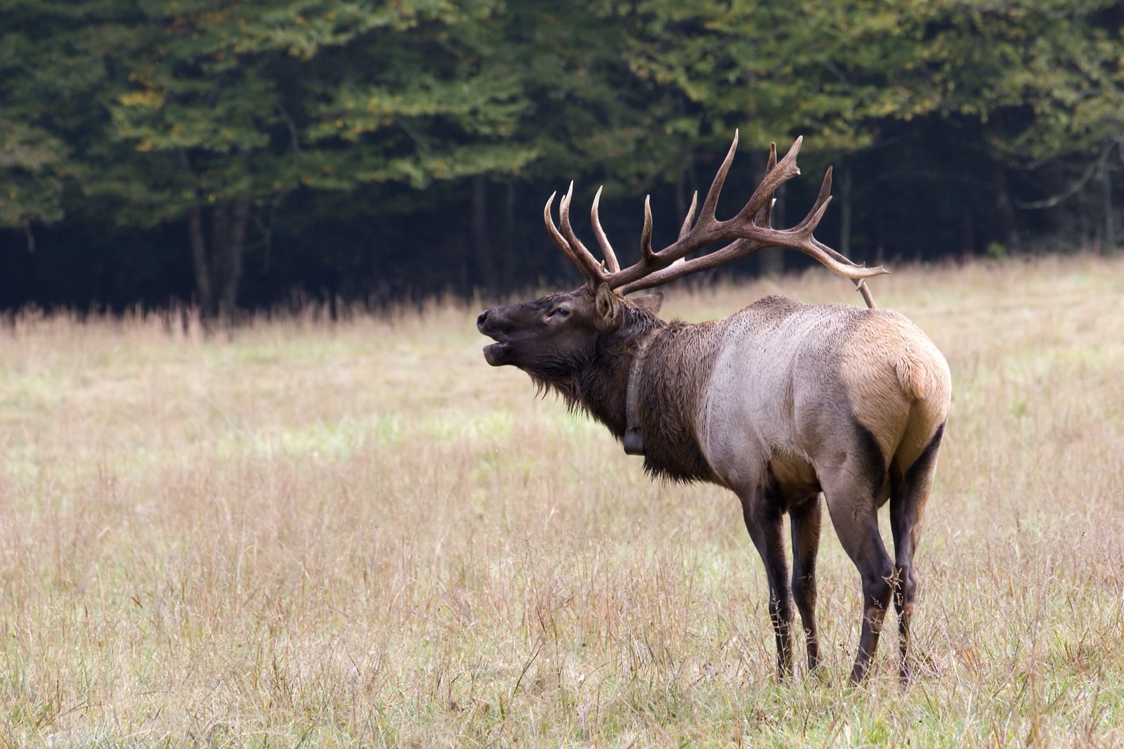 Eagle Cap Wilderness & Blue Mountains Rocky Mountain Elk