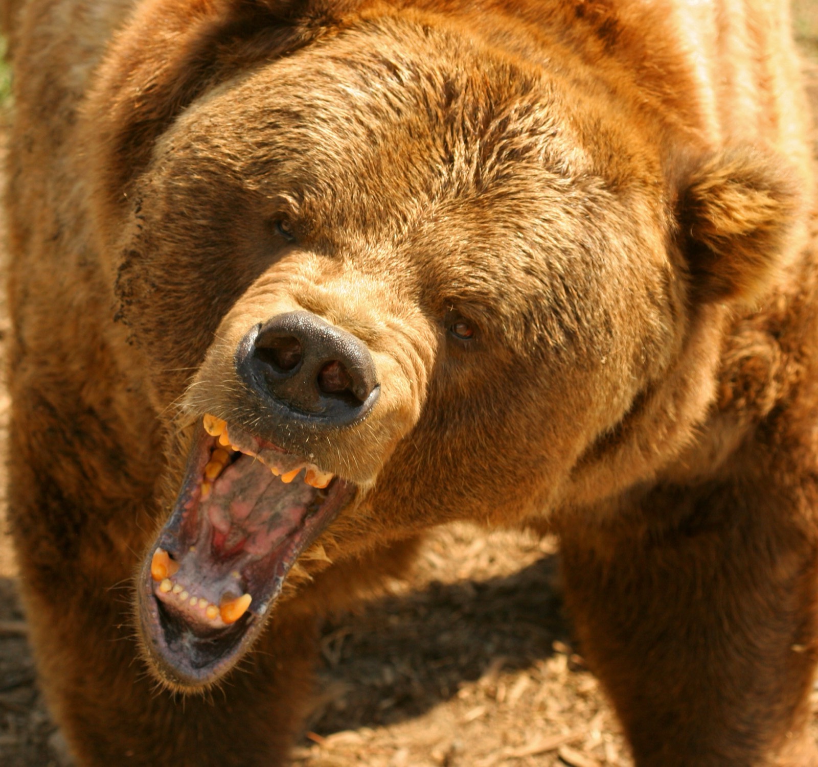 Grizzly