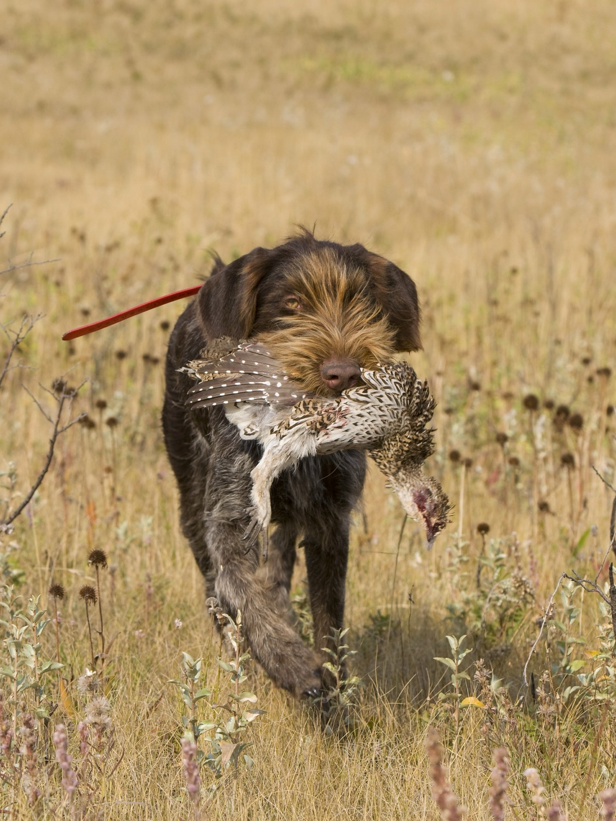 Grouse
