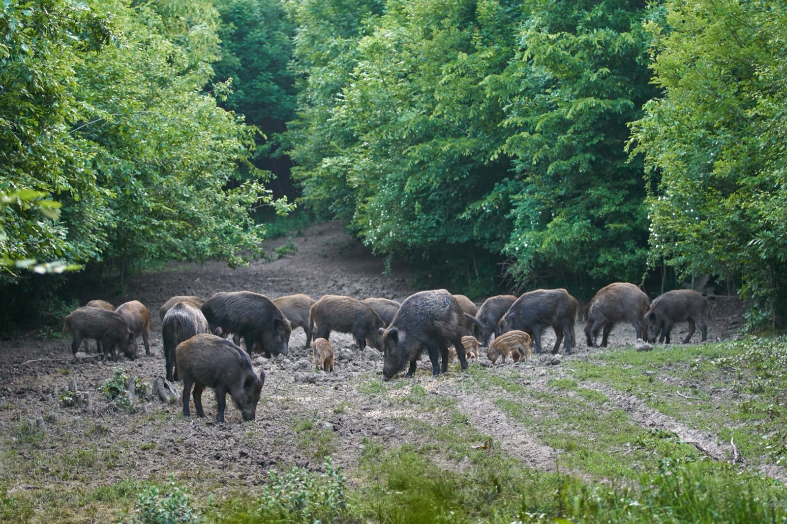 Hogs