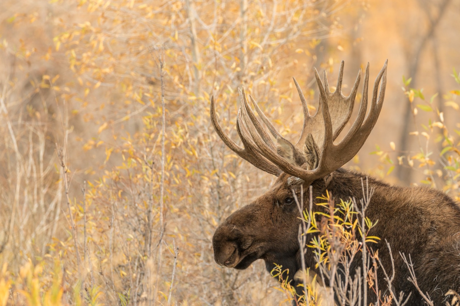 Moose