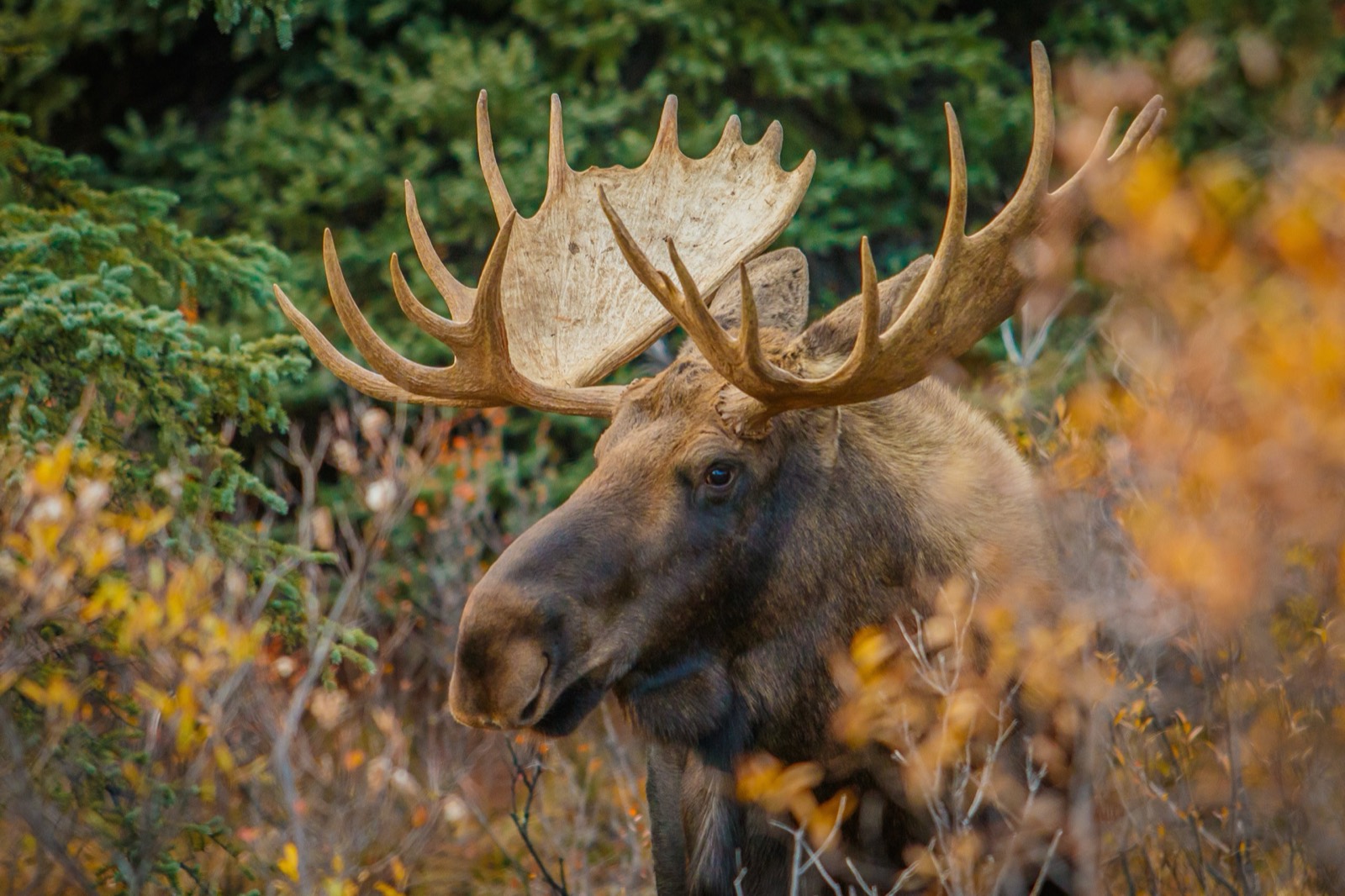 Minnesota Hunting