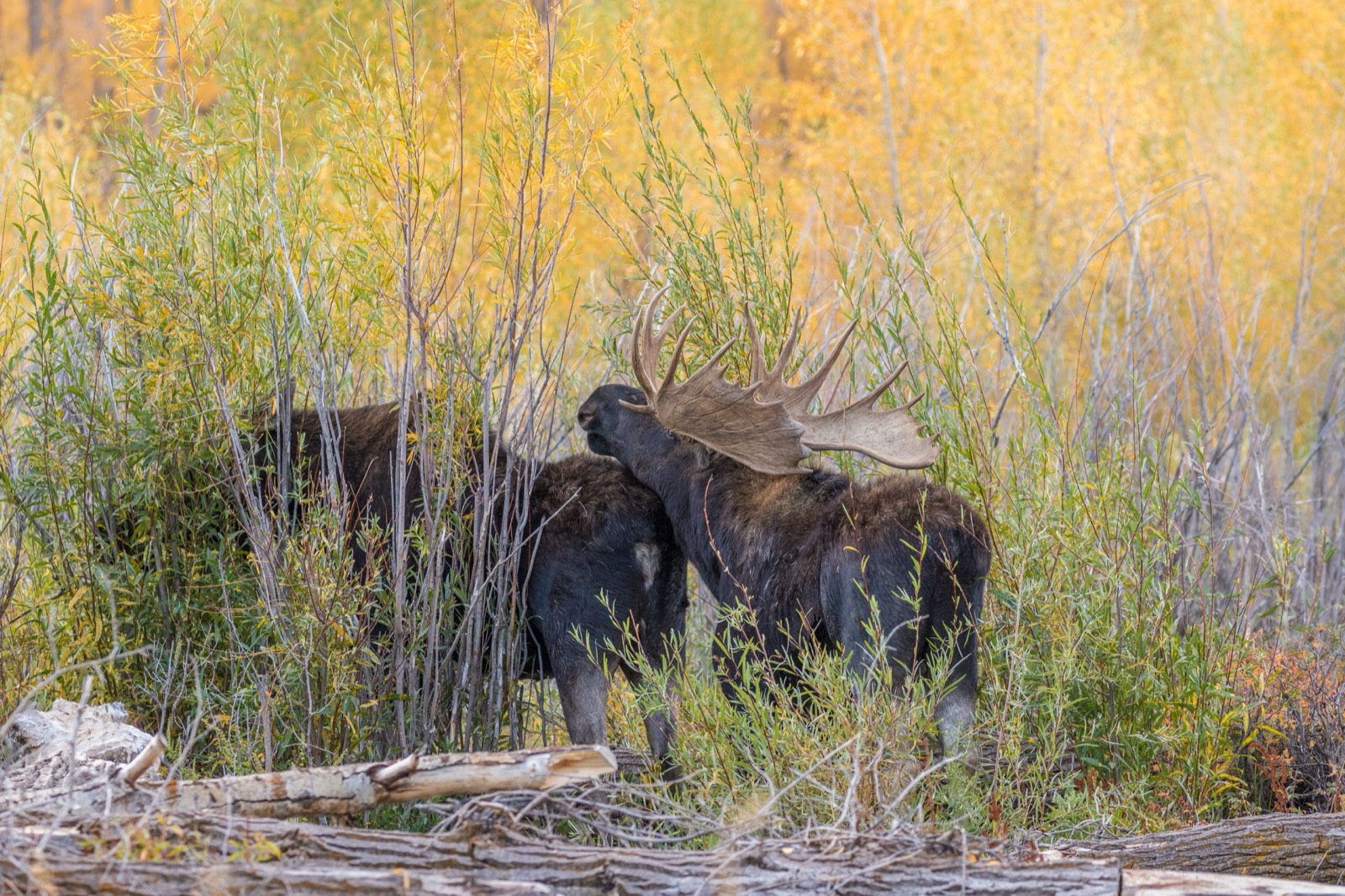 Guided hunt in the high country