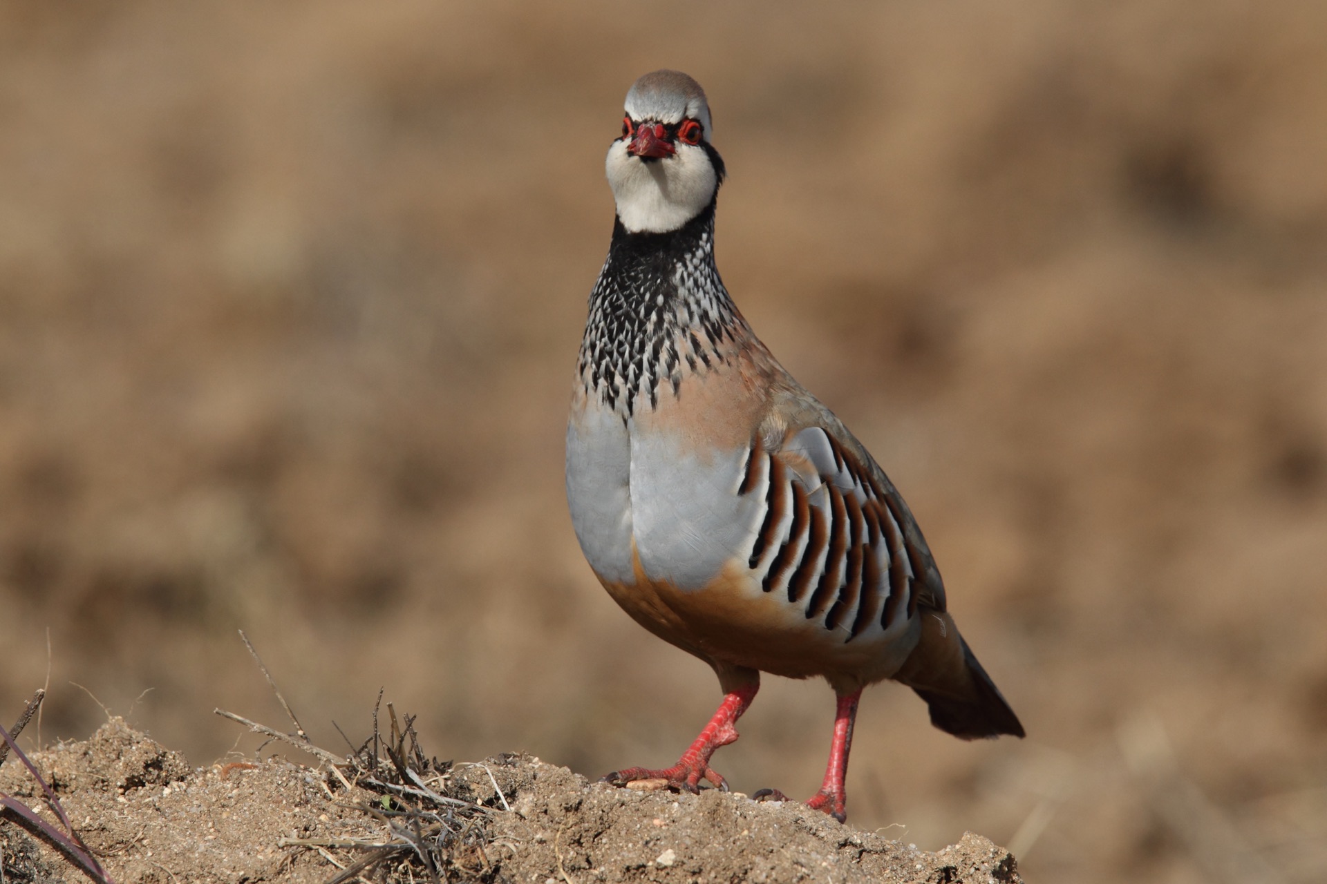 Columbia Basin Waterfowl & Upland Chukar Country