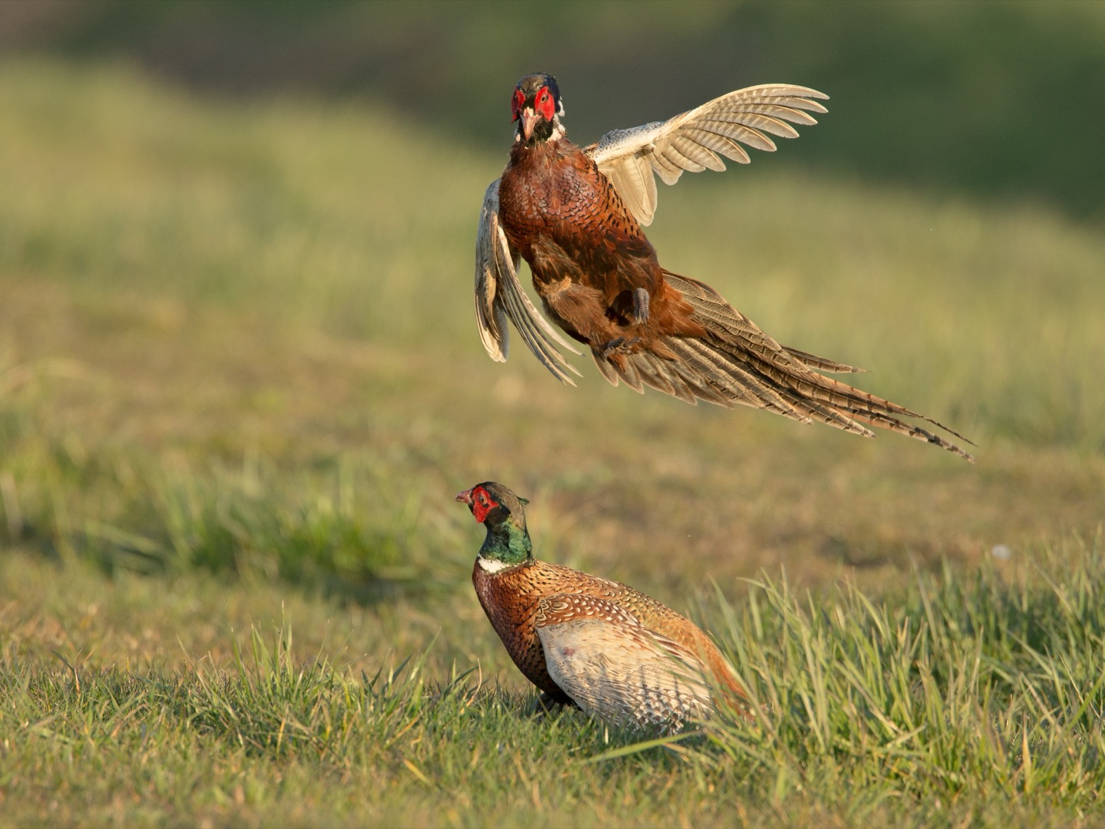 Pheasant
