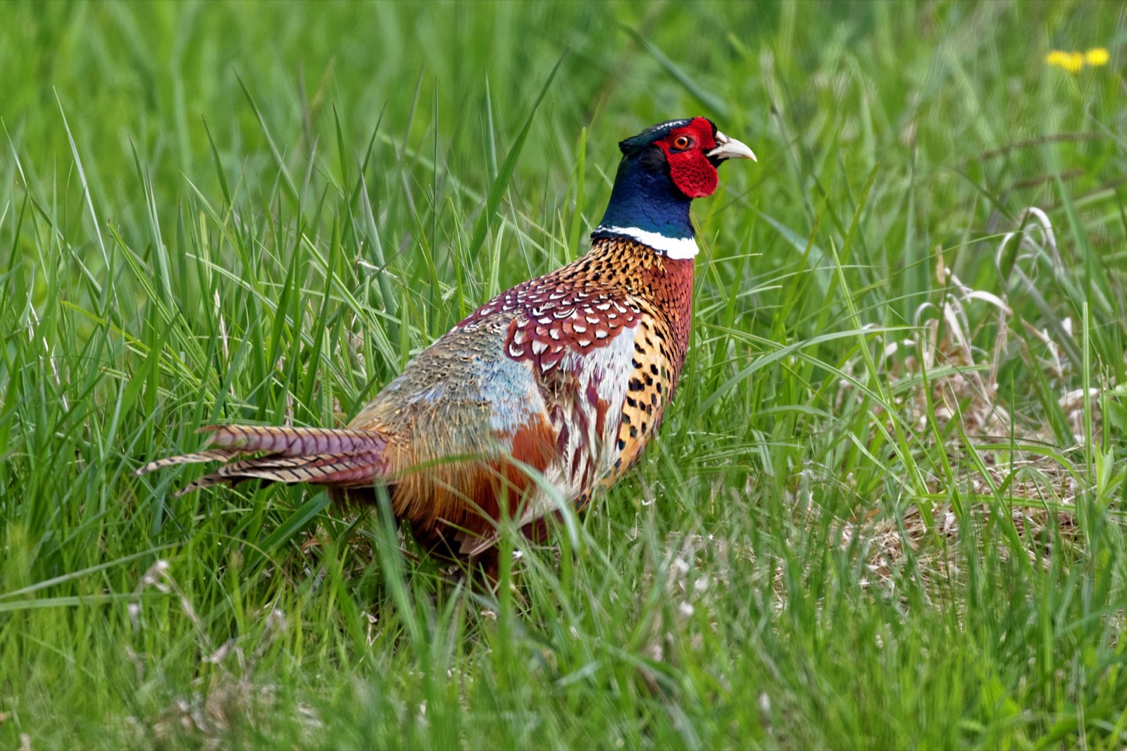 Prairie Ridge & Central Agricultural Pheasant Belts