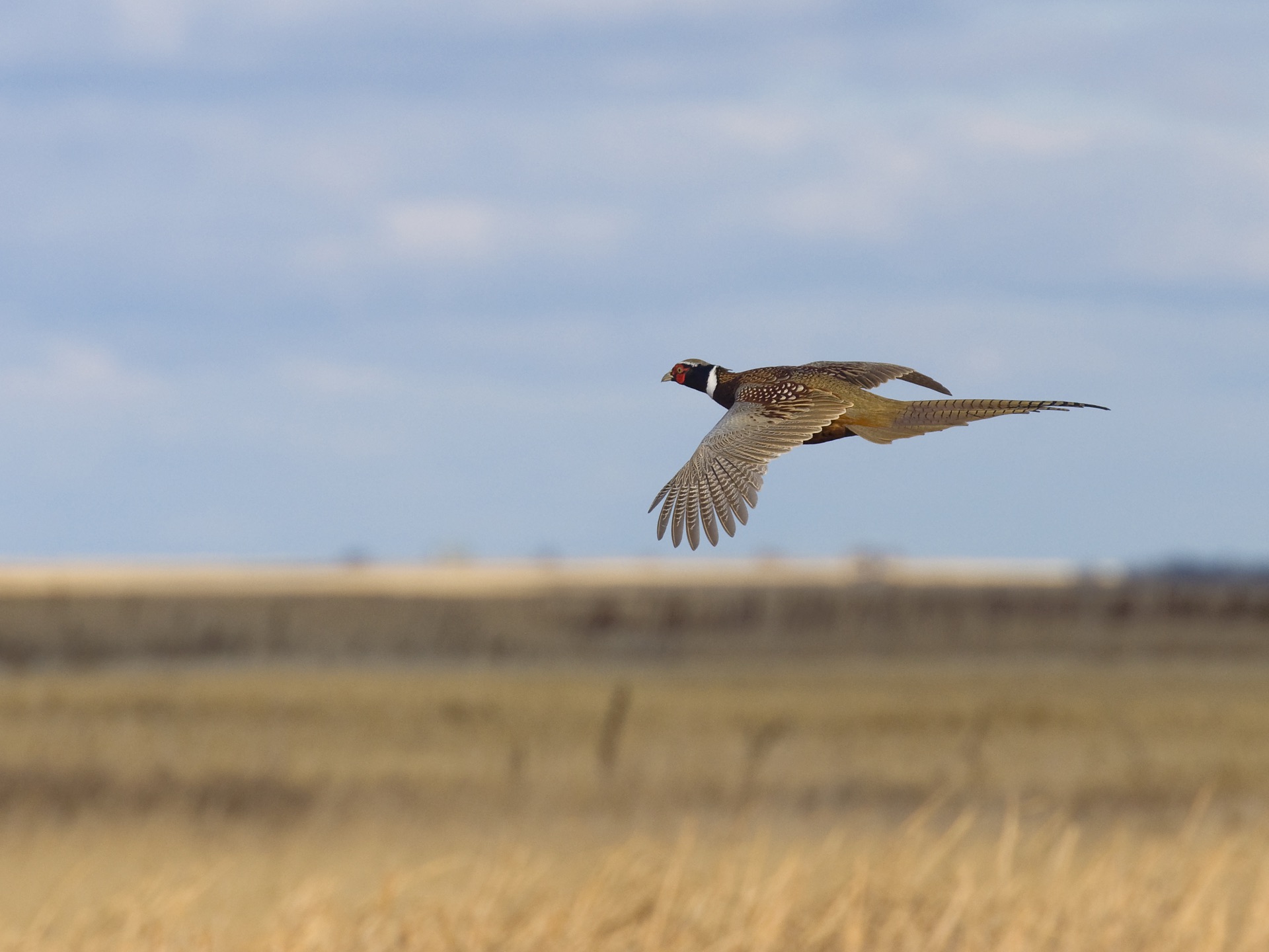 Iowa Wild Ring-Necked Pheasant in Prairie Grassland Cover