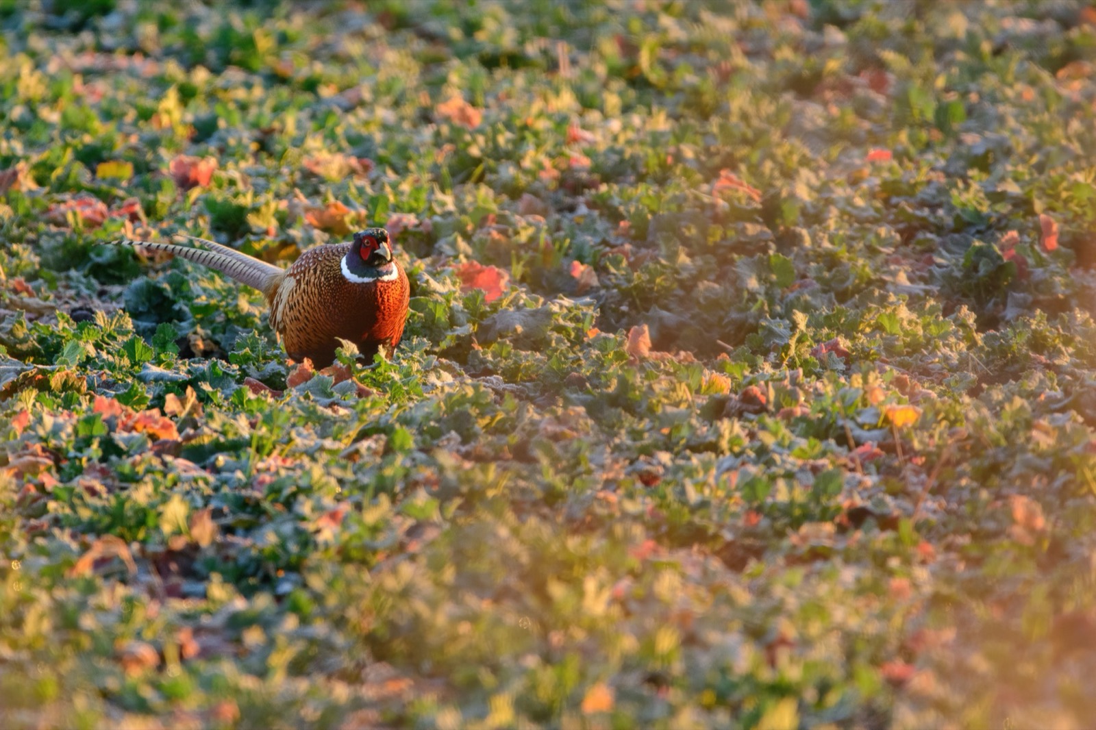 Flint Hills Prairie Game Syndicate