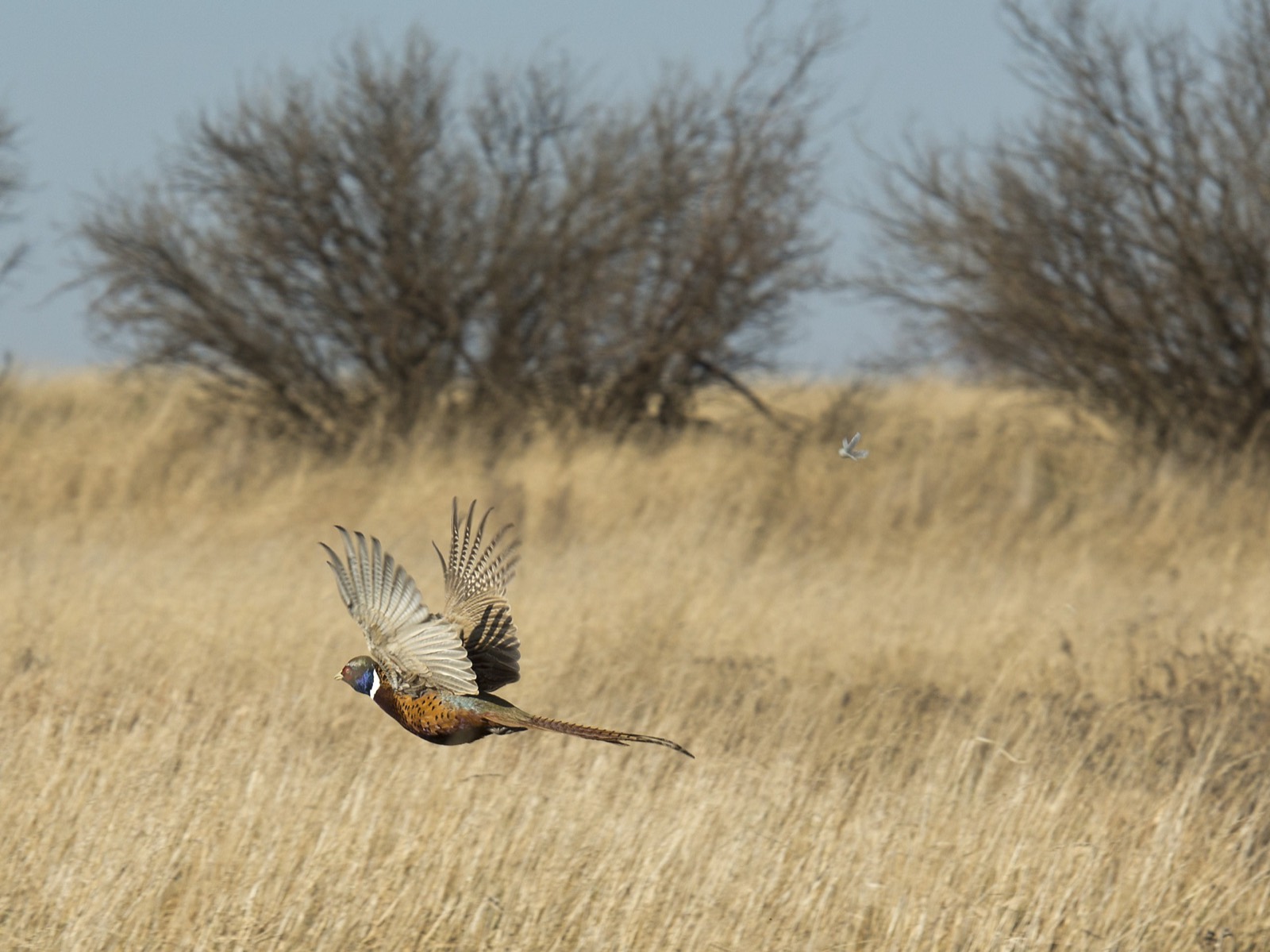 North Dakota Ring-Necked Pheasant in Prairie Shelterbelt