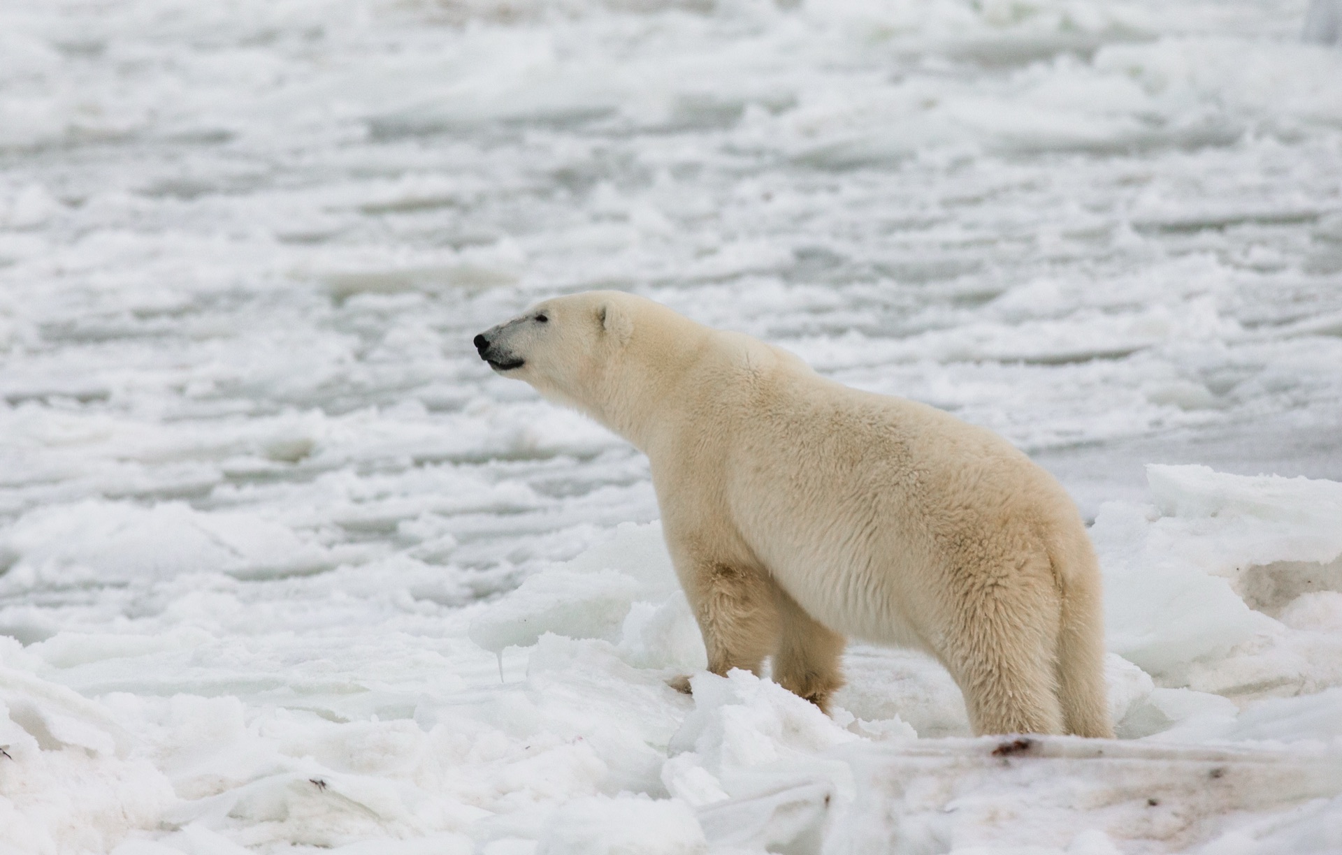 Polar Bear