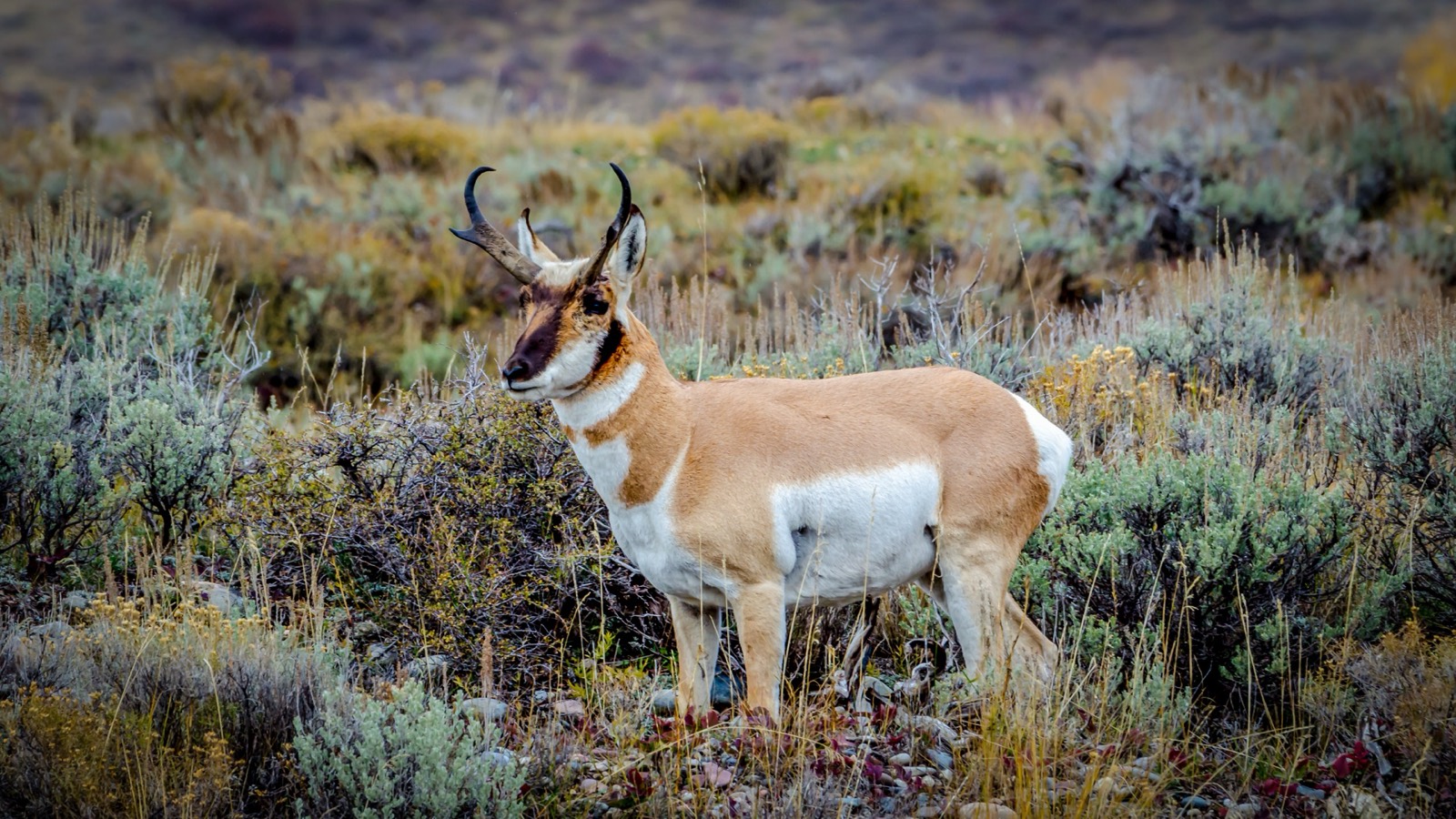 Pronghorn Antelope