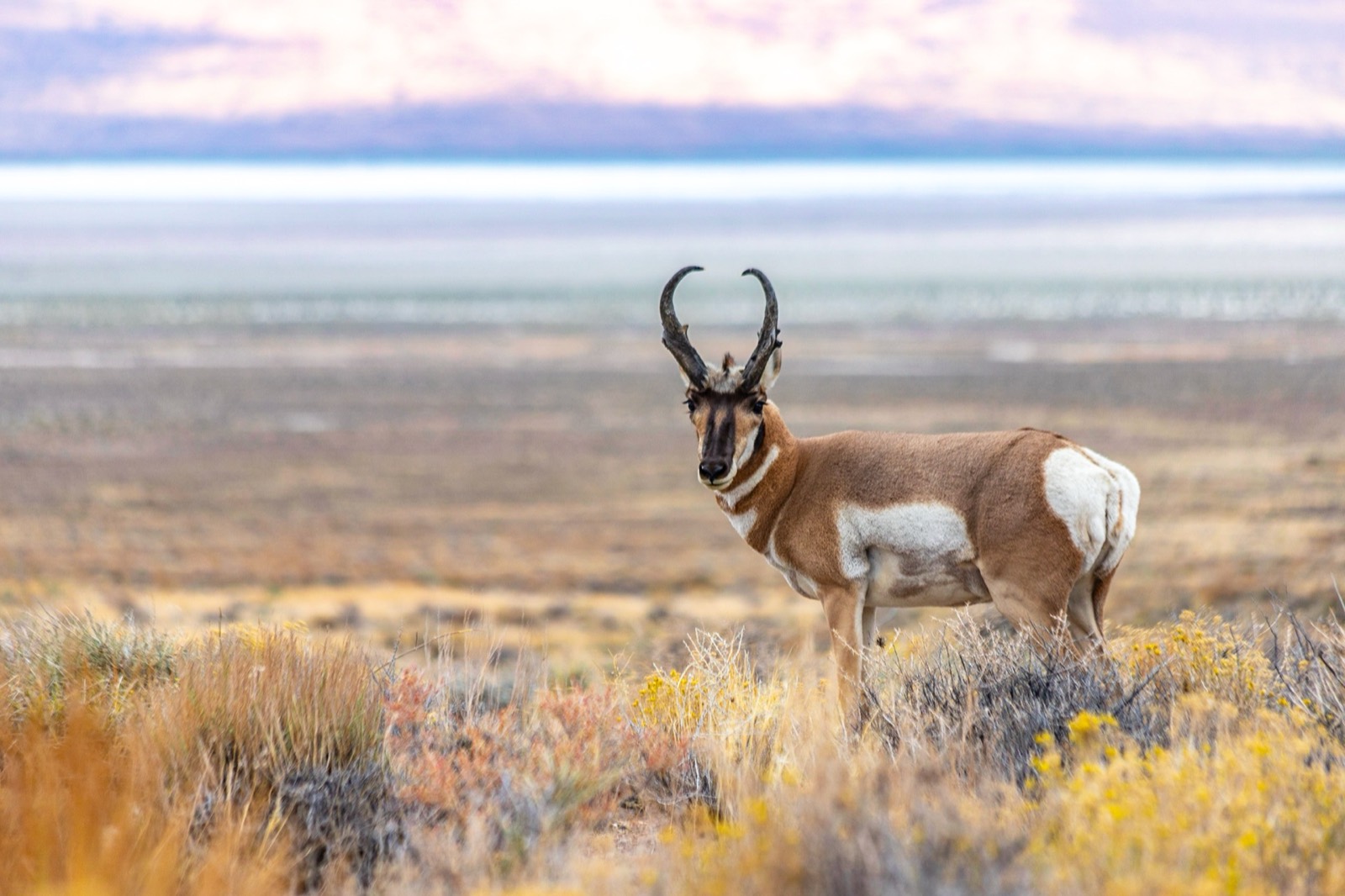 Panhandle Pronghorn Antelope & Scaled Quail