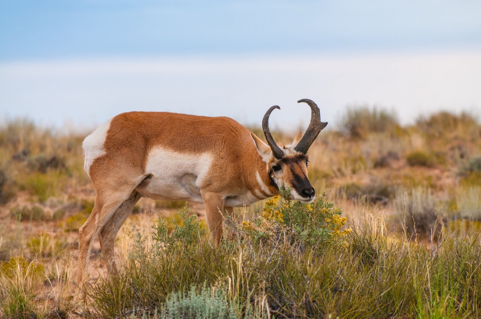 High Desert Pronghorn & Rimrock Chukar Partridge