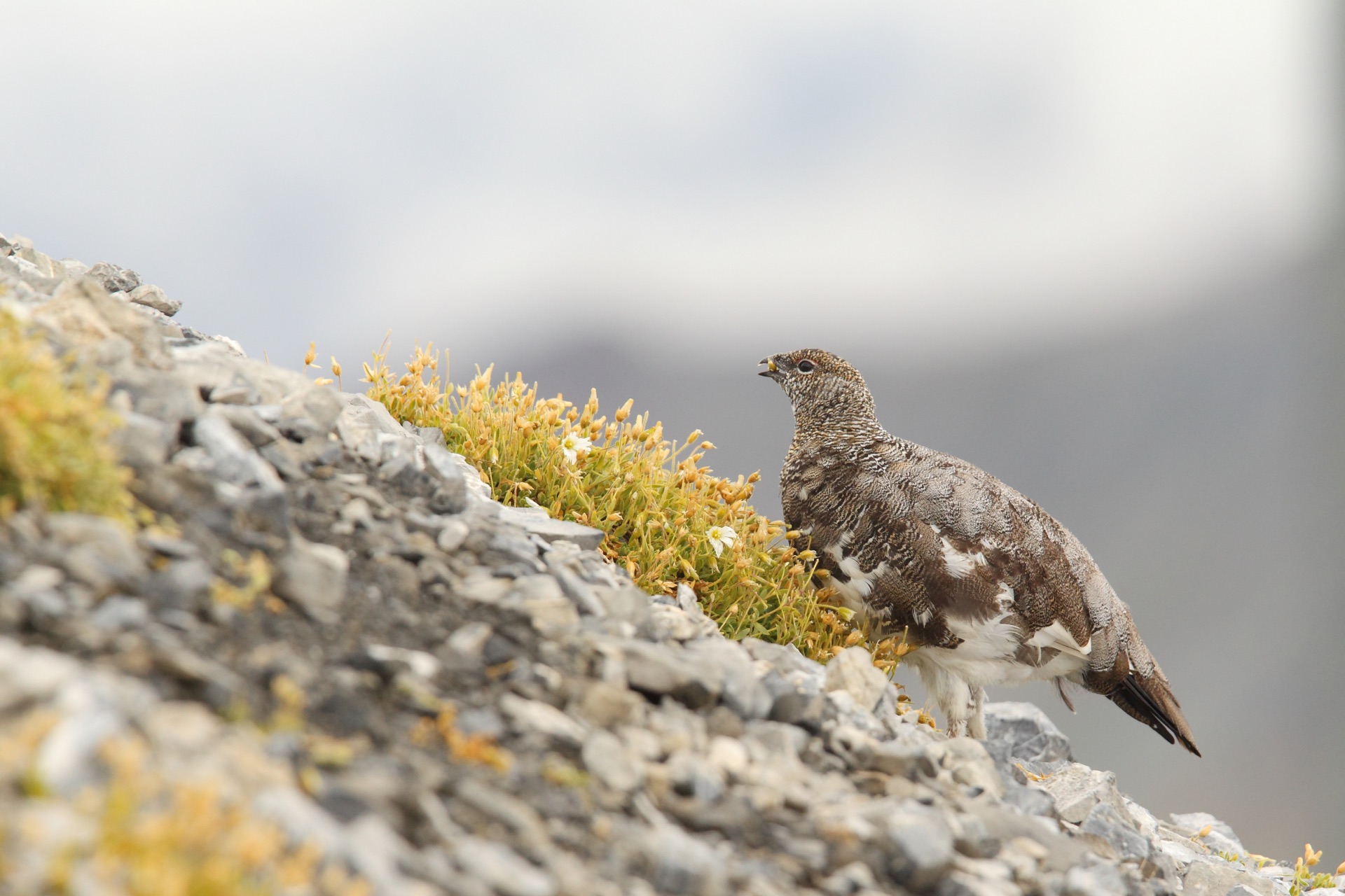 Ptarmigan
