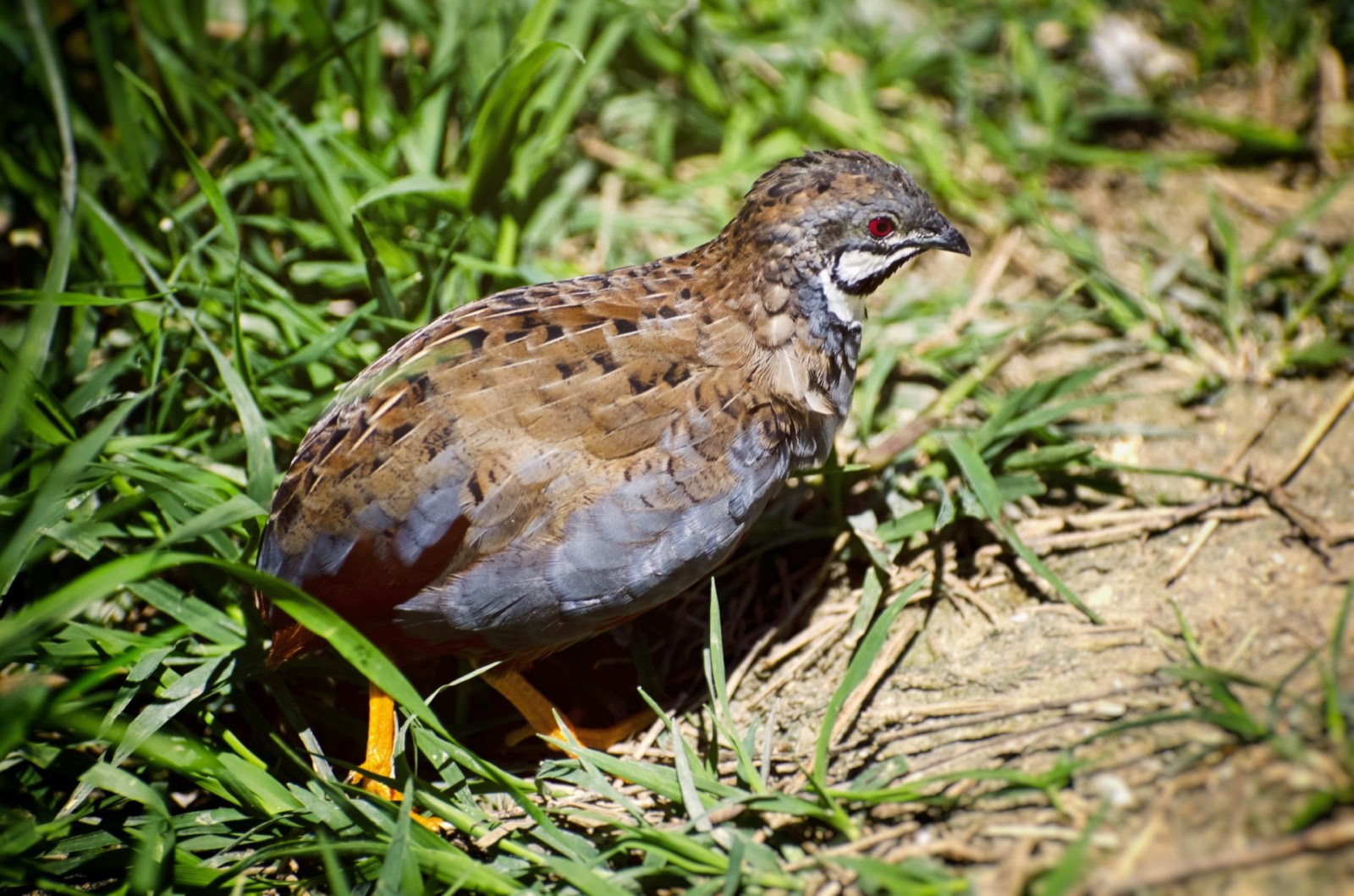 Quail