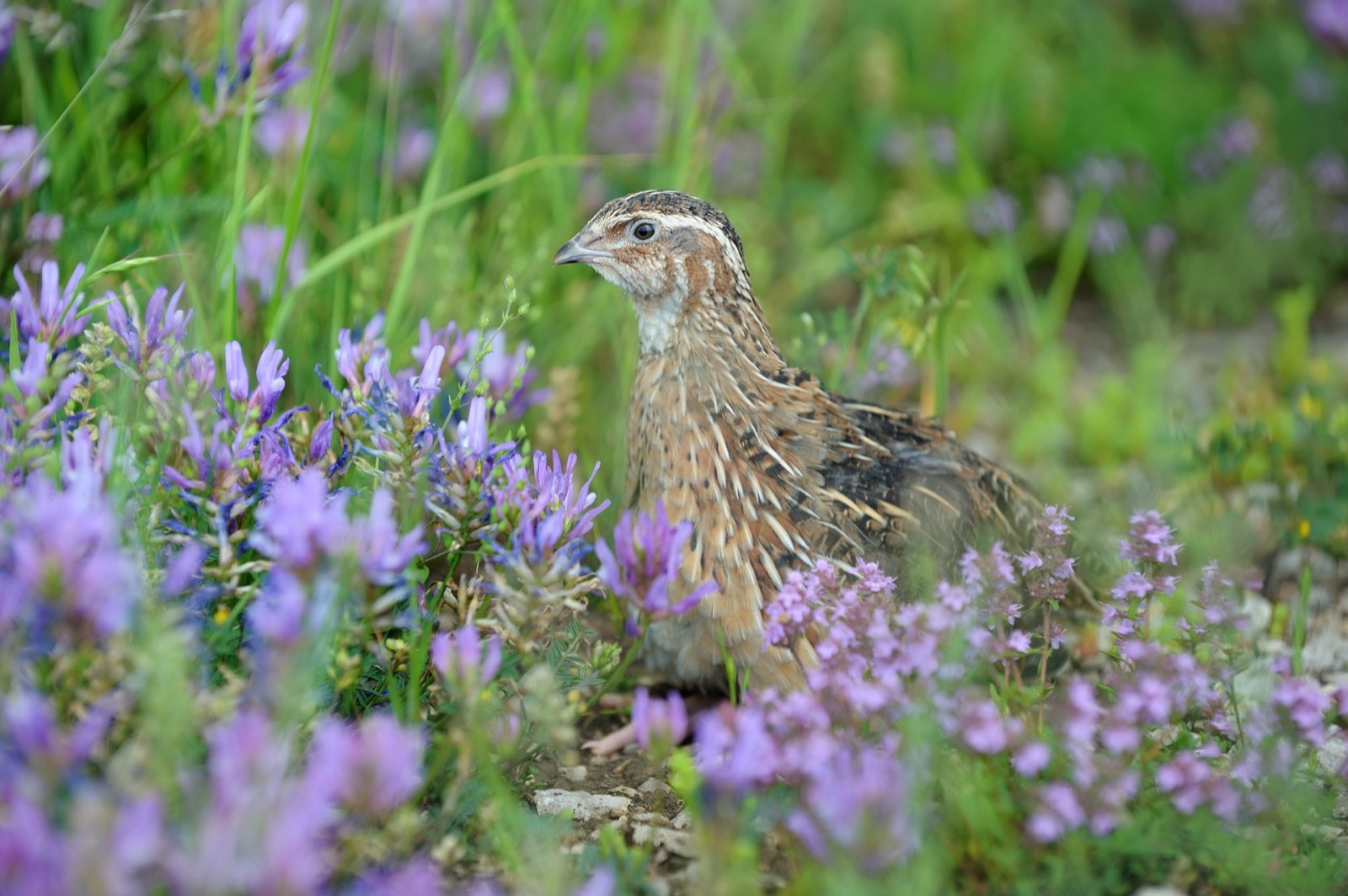 Thomasville & Red Hills Bobwhite Quail Plantations